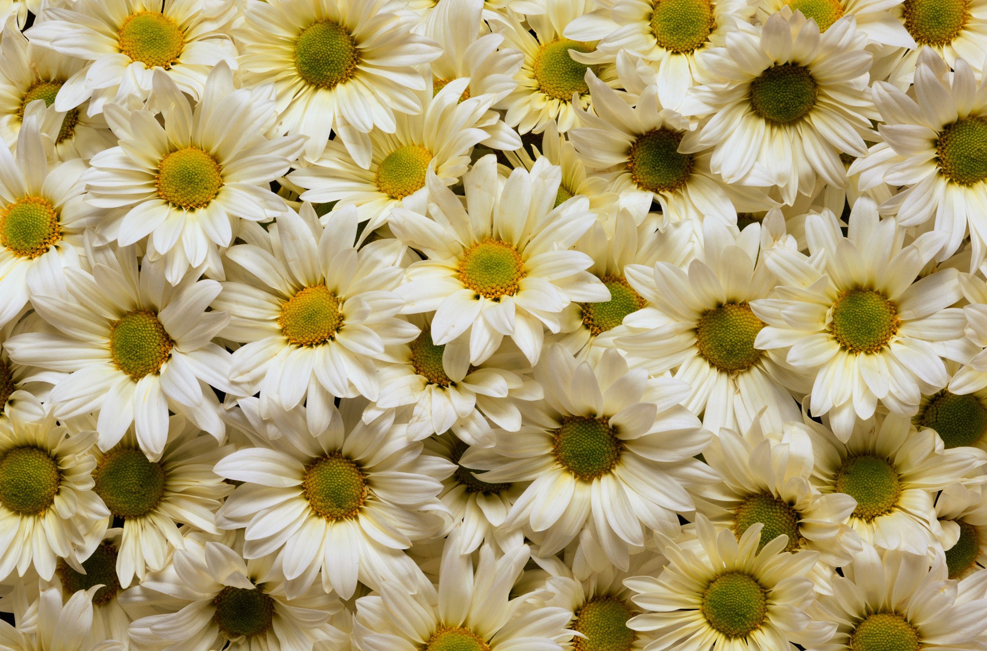 A large bouquet of white daisies HD Wallpaper