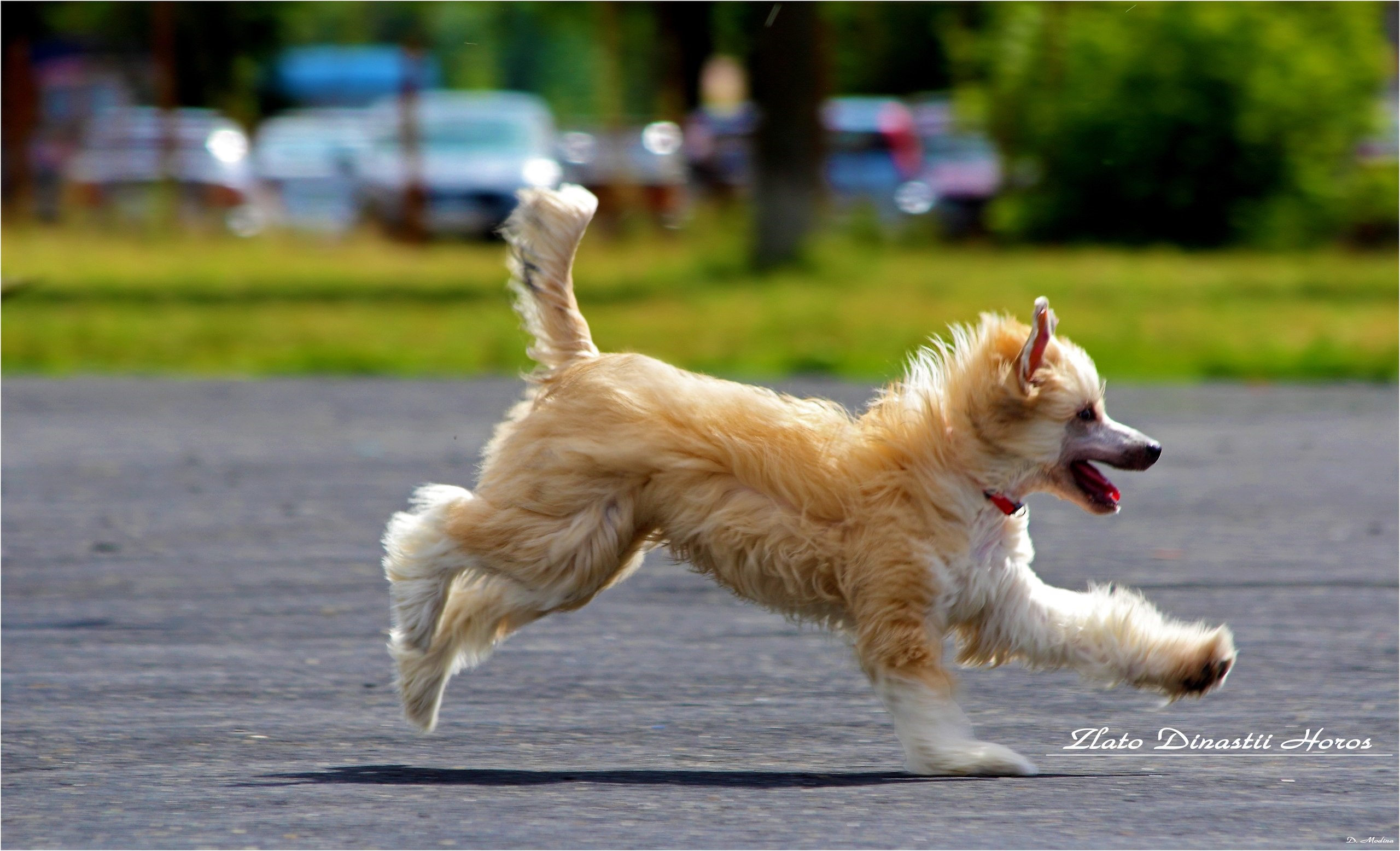 Chinese Crested Puppy Running on Pavement HD Wallpaper