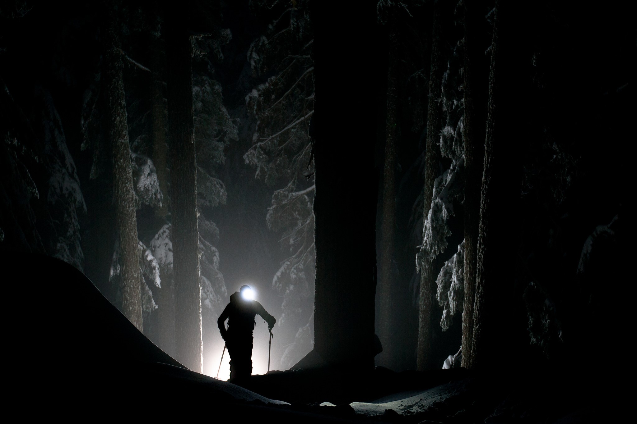 Silhouette of a skier in a snowy forest at night HD Wallpaper
