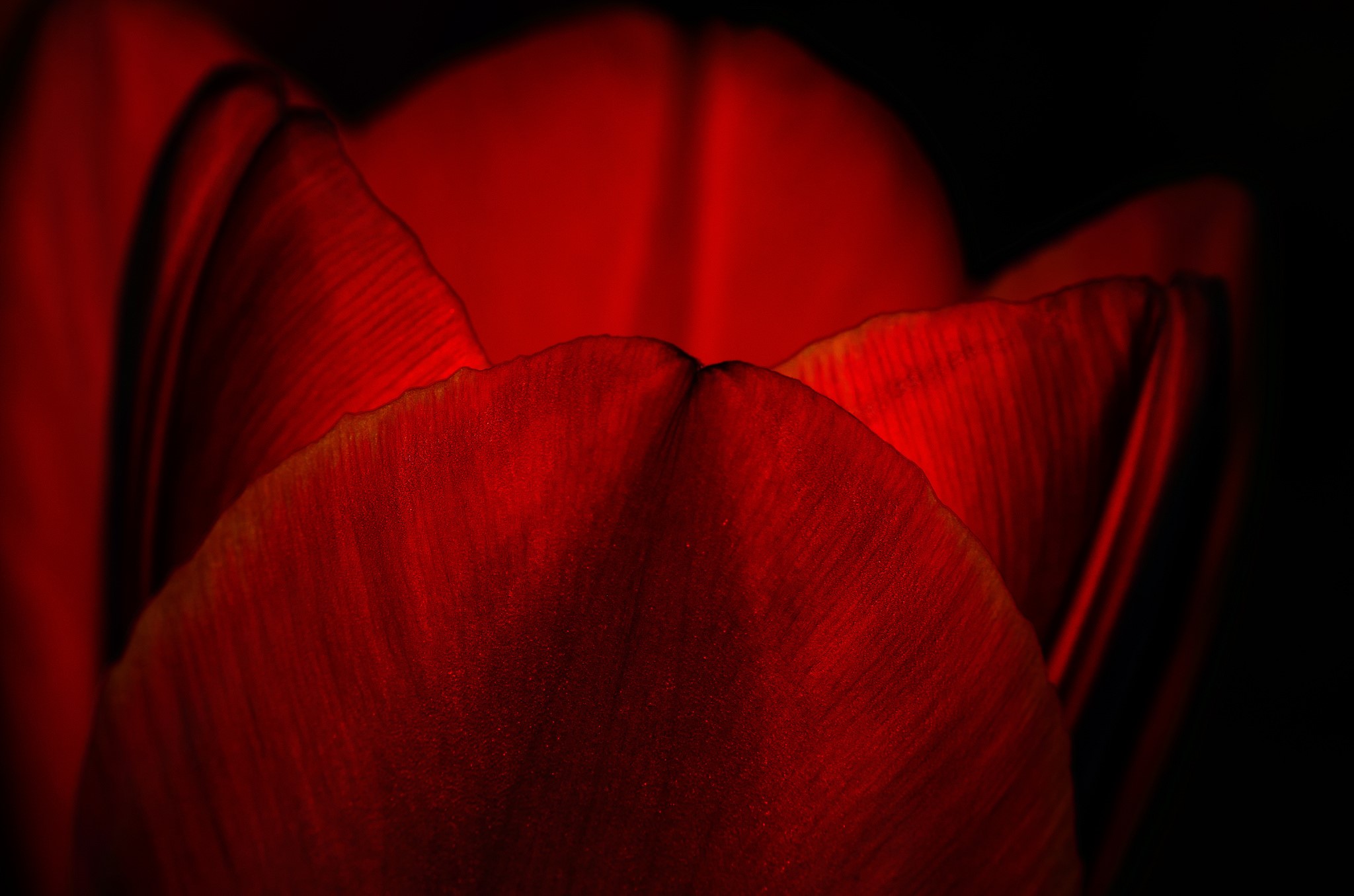 Close-up of a red tulip petal HD Wallpaper