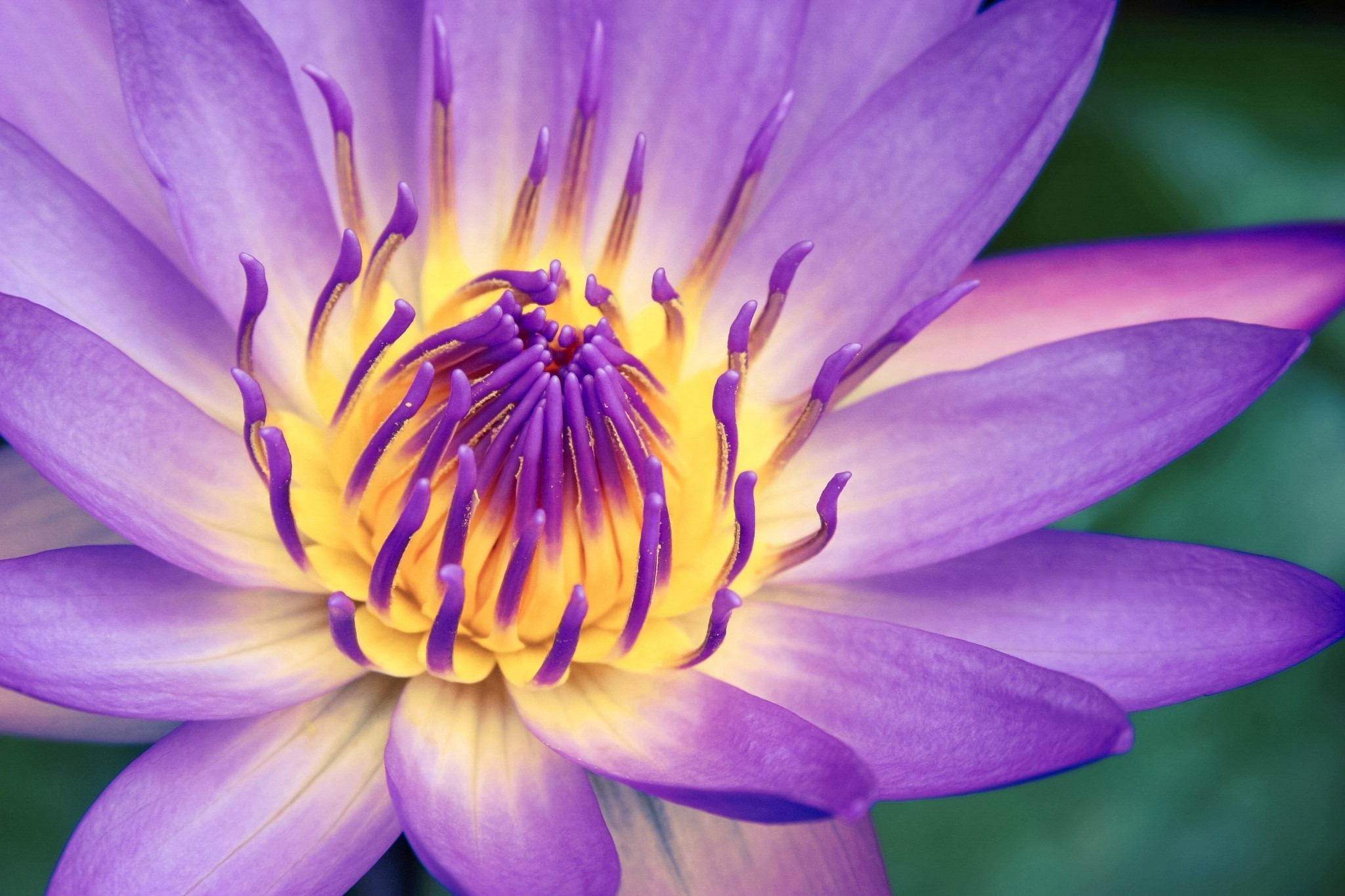Close-up of a purple water lily HD Wallpaper