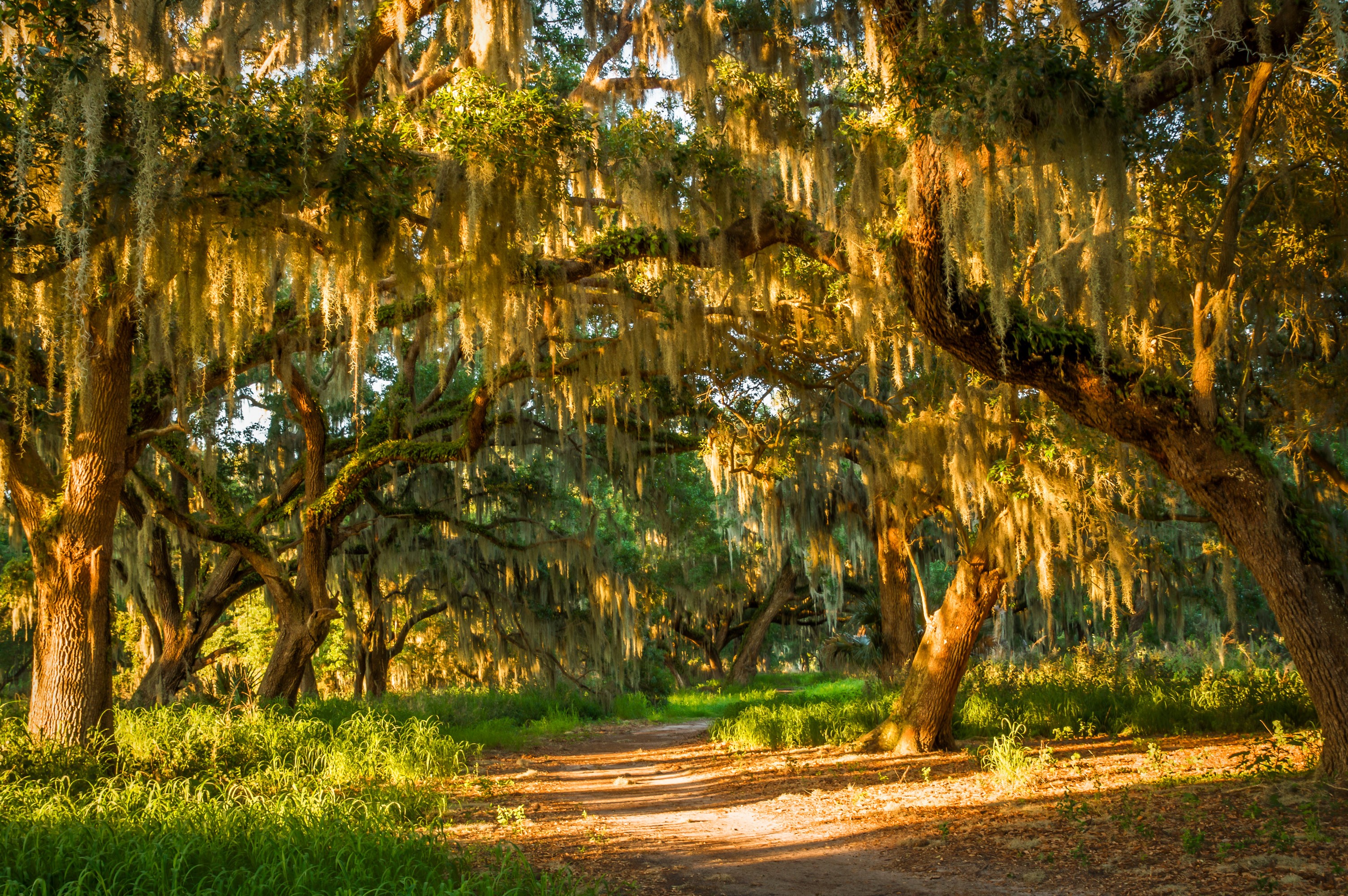 Sunlit forest path with Spanish moss-draped oak trees HD Wallpaper