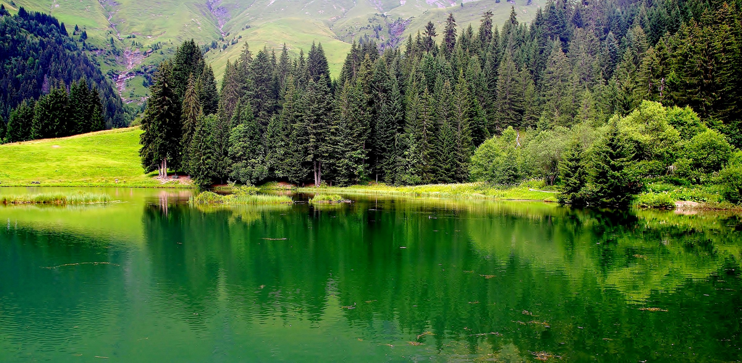 Serene Lake and Pine Forest in Haute-Savoie France HD Wallpaper