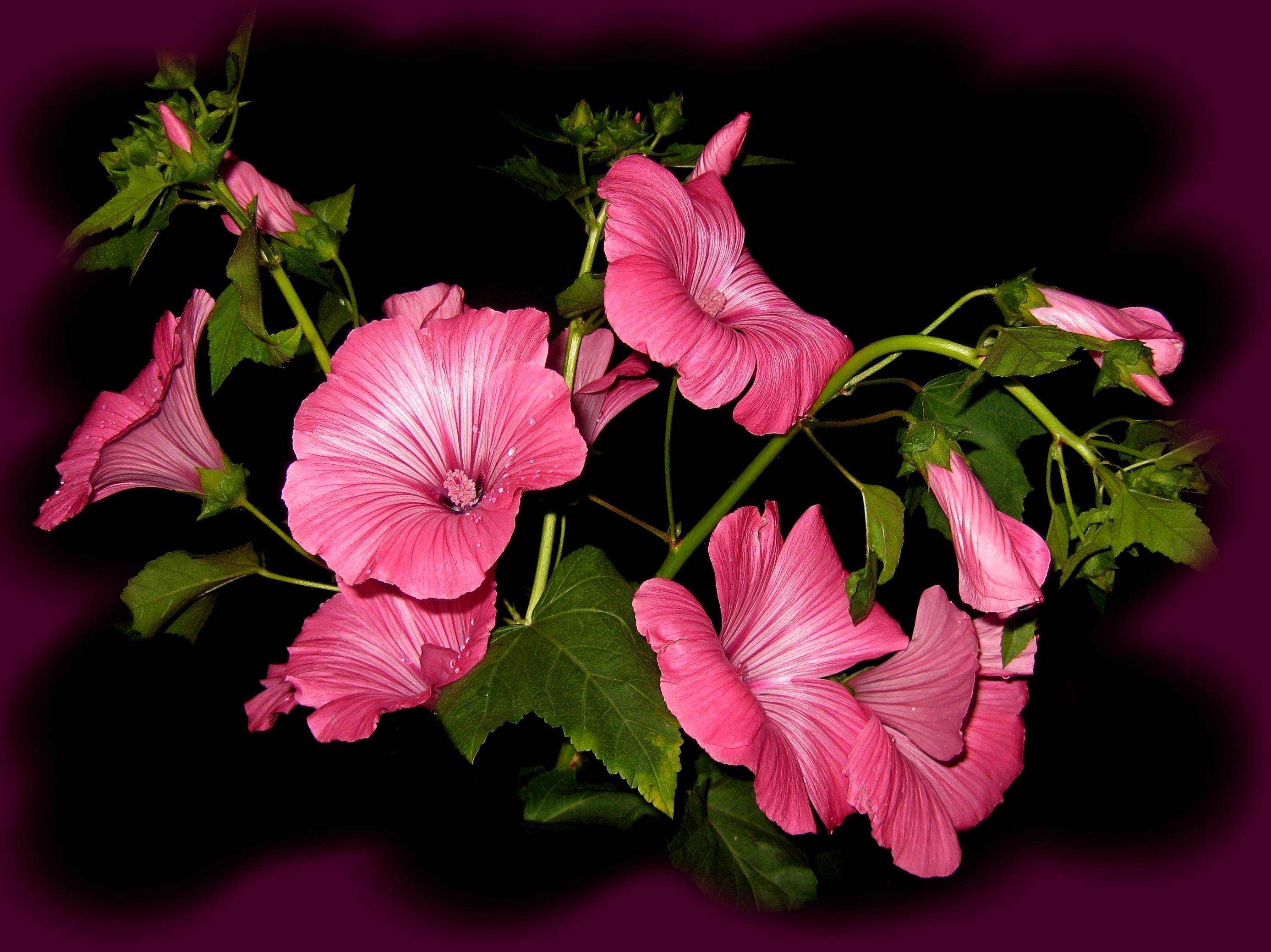 Pink Malva flowers on black background HD Wallpaper