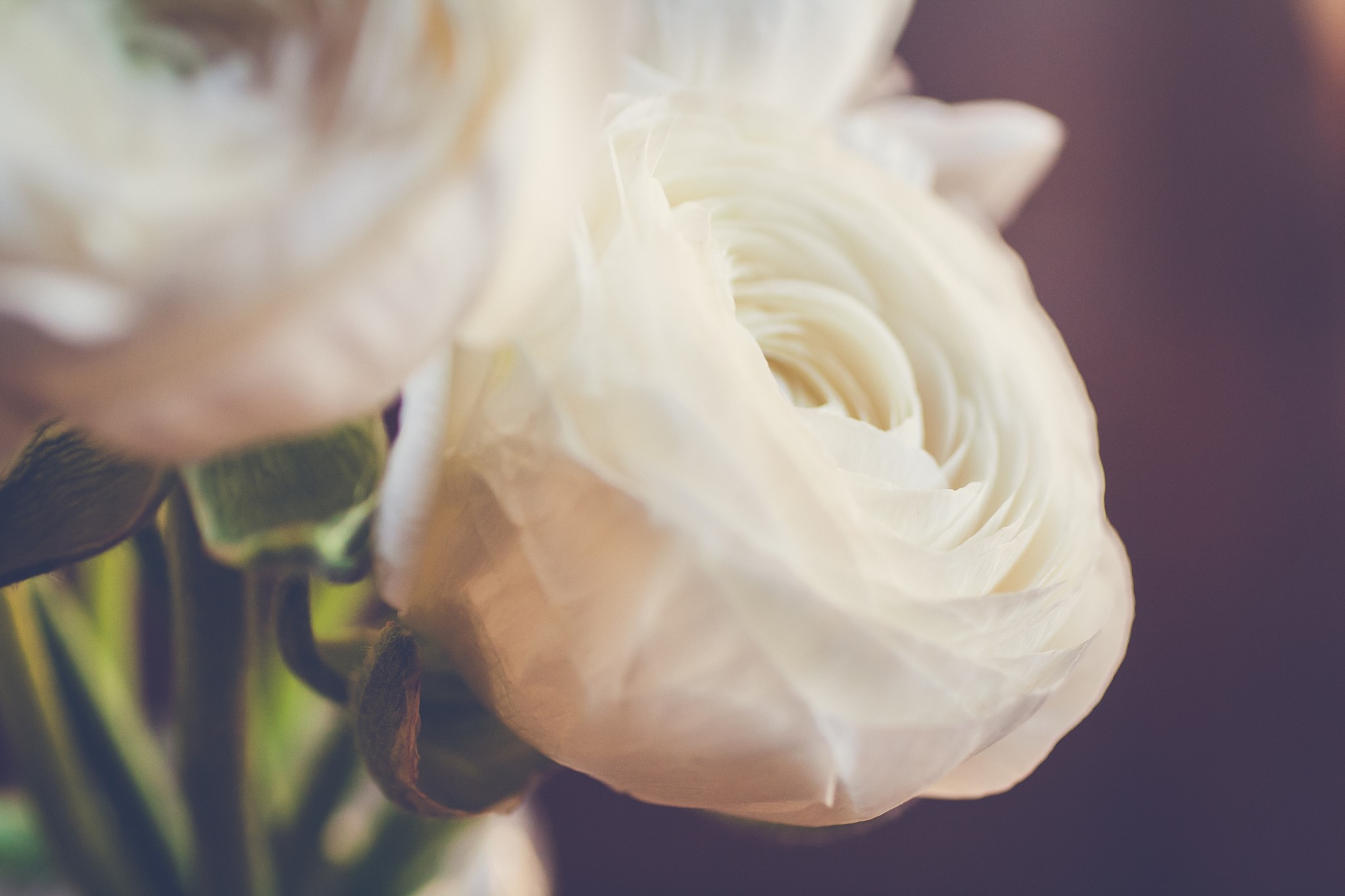 Close-up of white ranunculus flowers HD Wallpaper