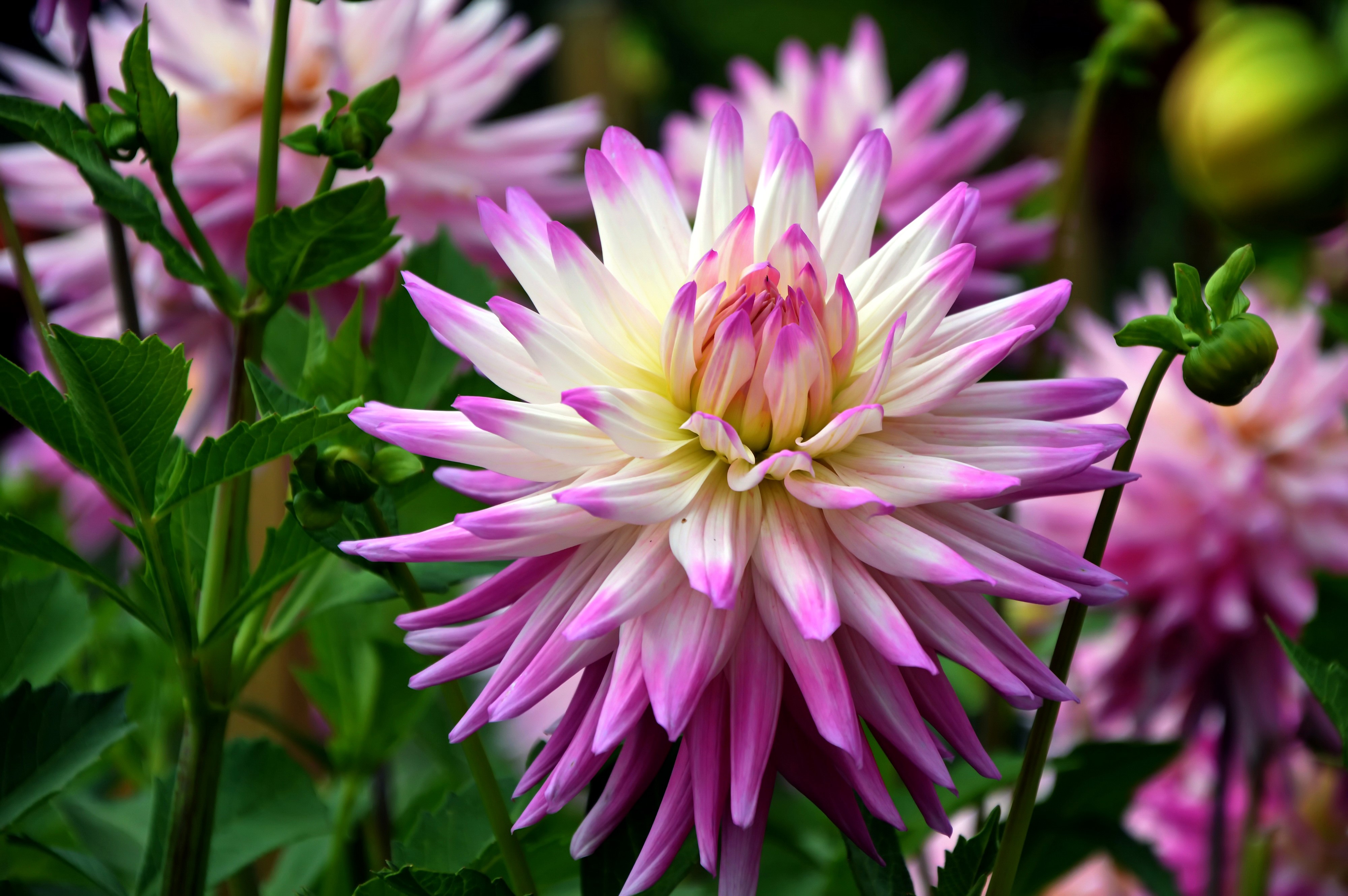 4K Dahlias Closeup HD Wallpaper