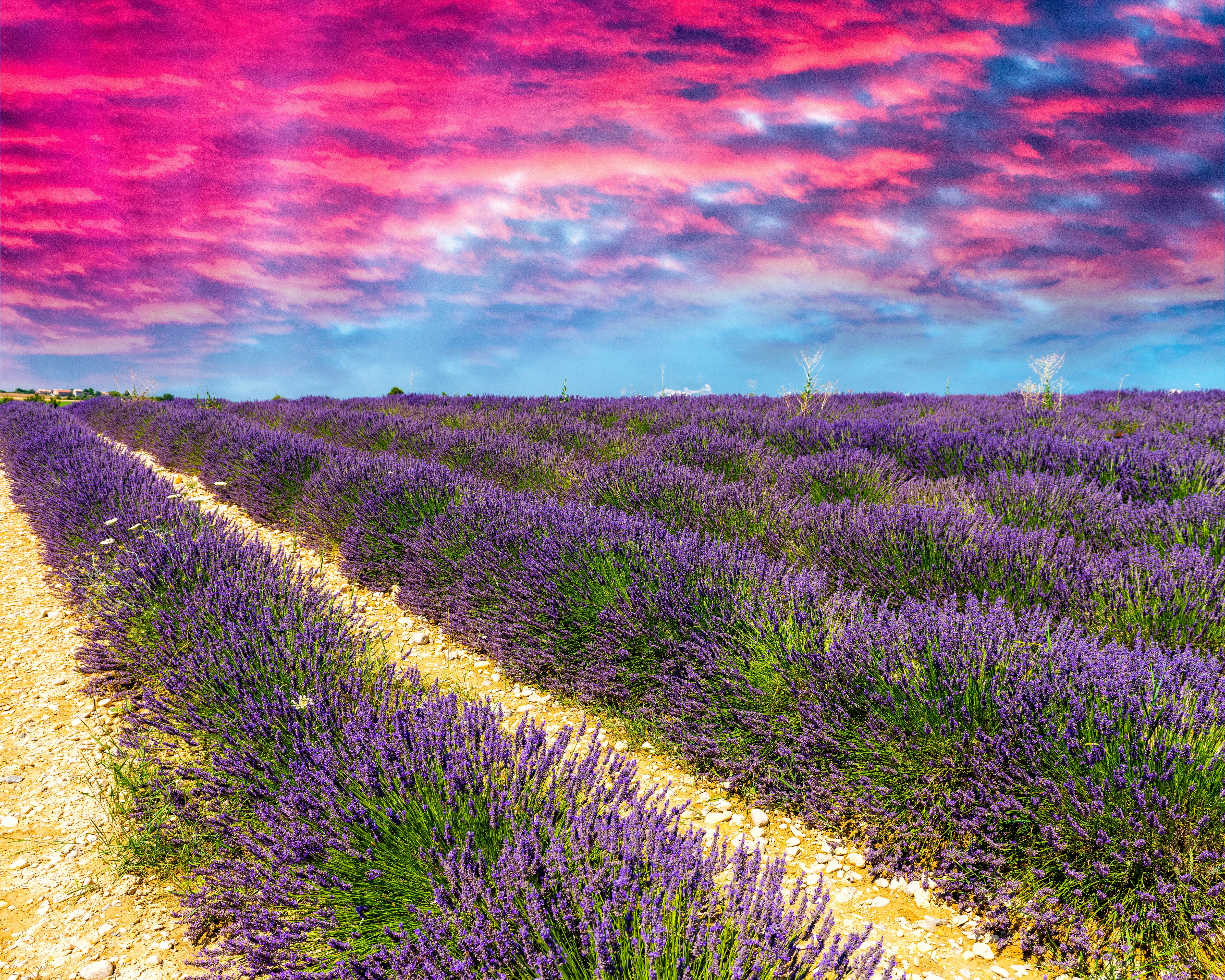 Lavender Field Under Dramatic Pink and Blue Sky HD Wallpaper