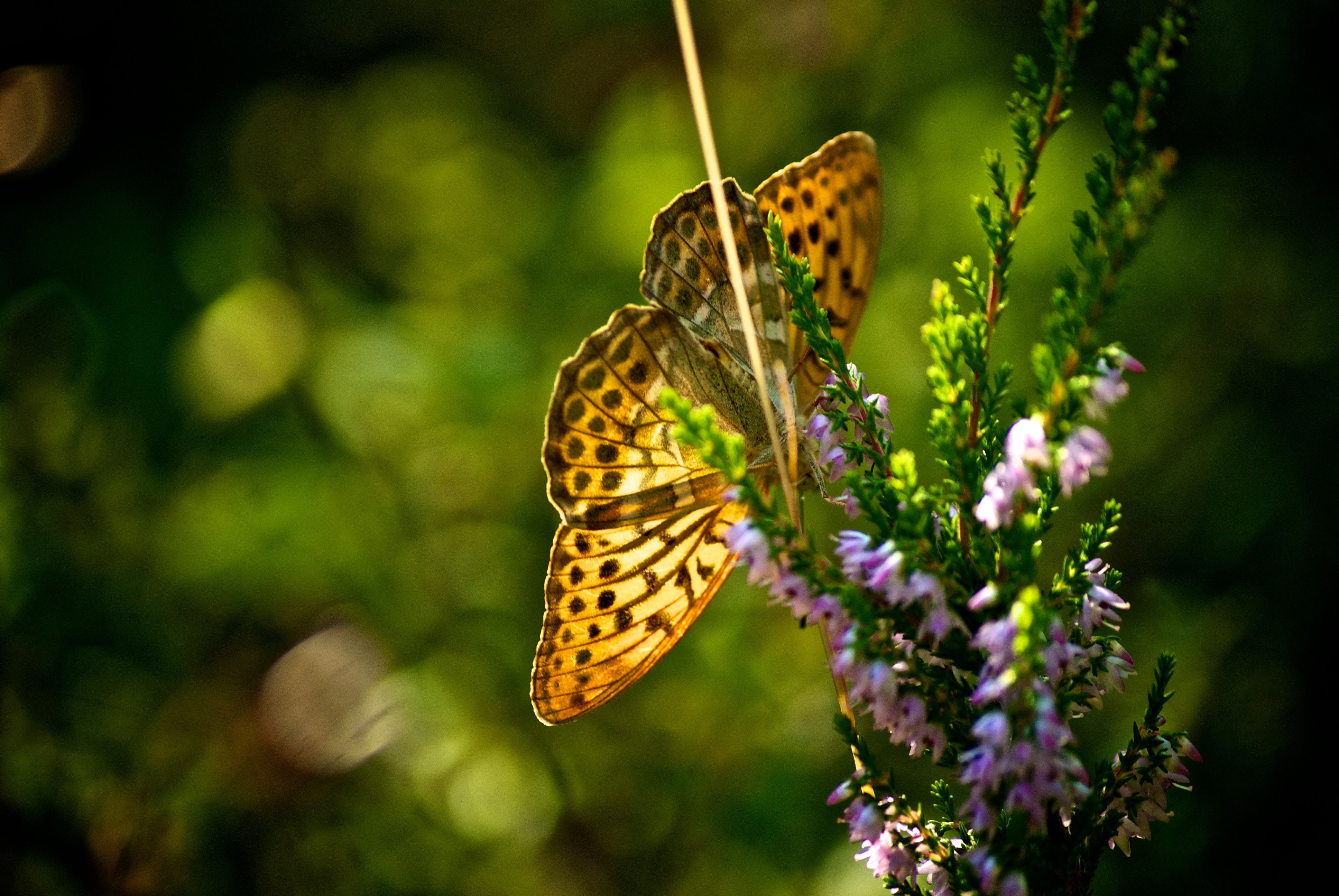 Butterfly on a heather plant HD Wallpaper