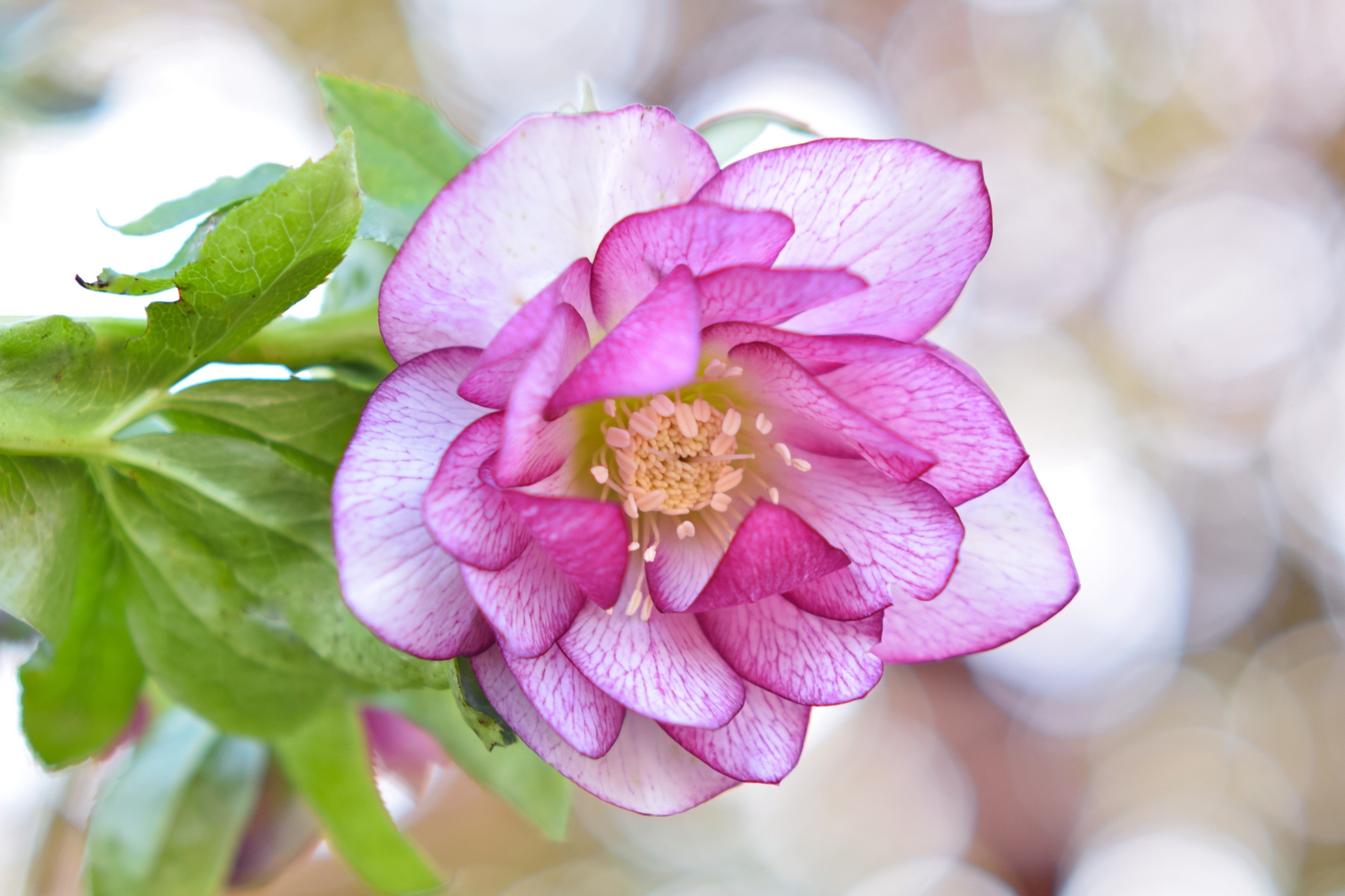 Pink and white Hellebore flower with green leaves HD Wallpaper