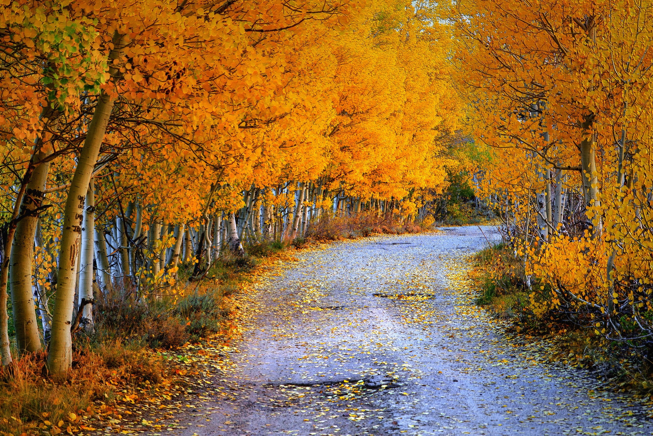 Road through an autumn forest with yellow trees HD Wallpaper