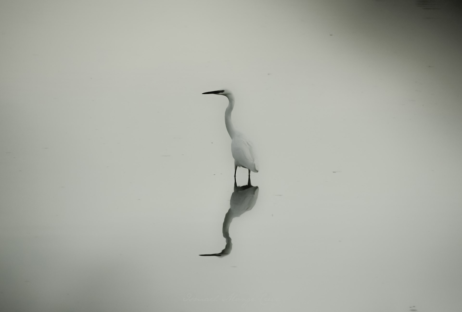 White Heron standing in water with reflection HD Wallpaper