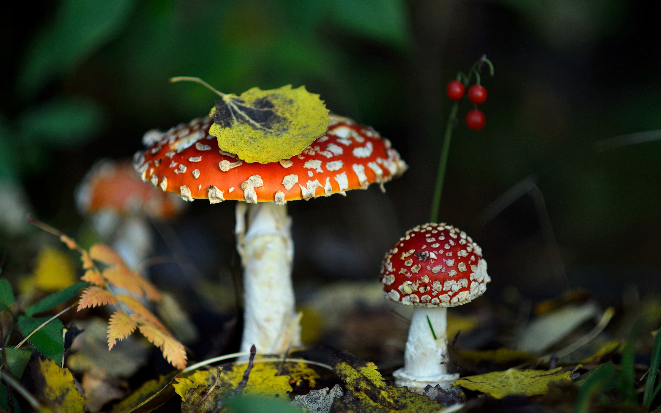 Amanita mushrooms with autumn leaves HD Wallpaper