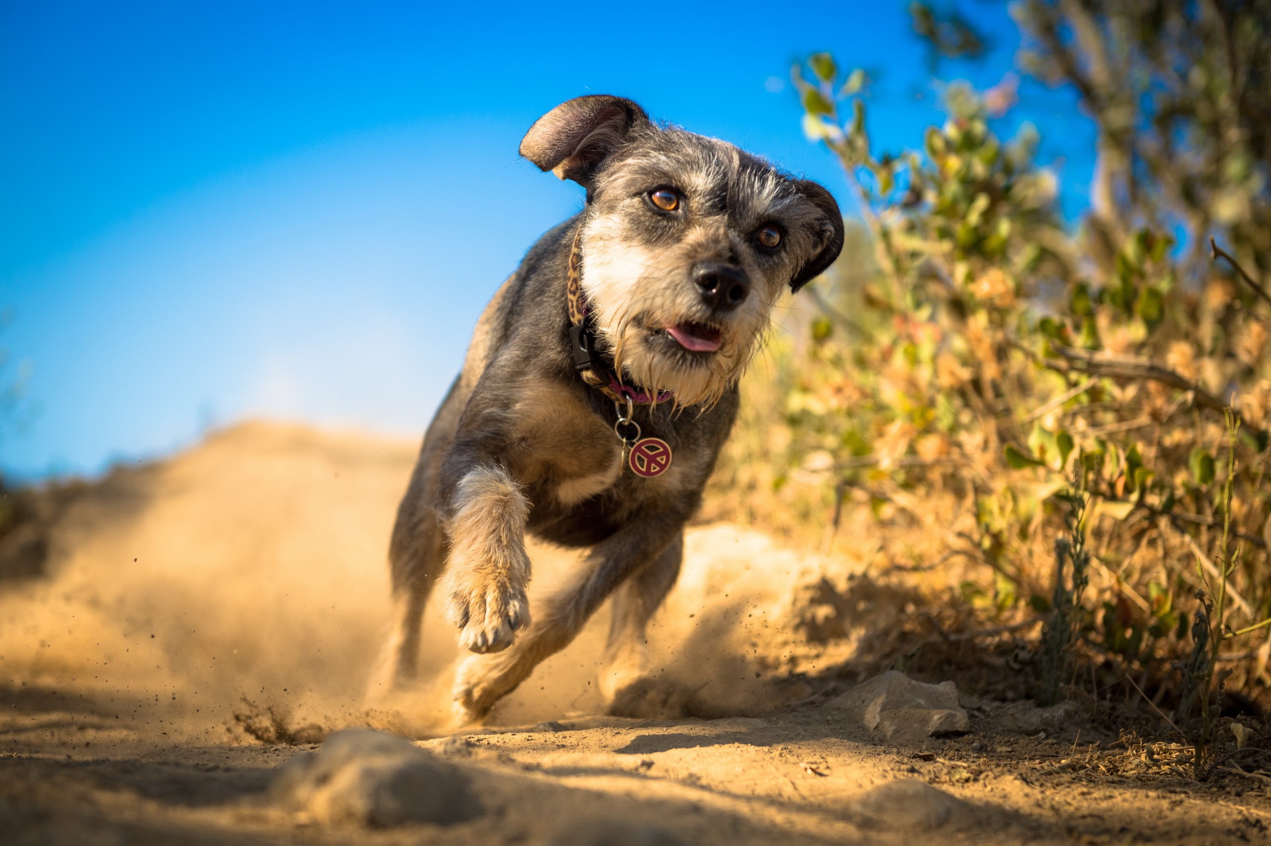 Scruffy dog running on a dirt path HD Wallpaper