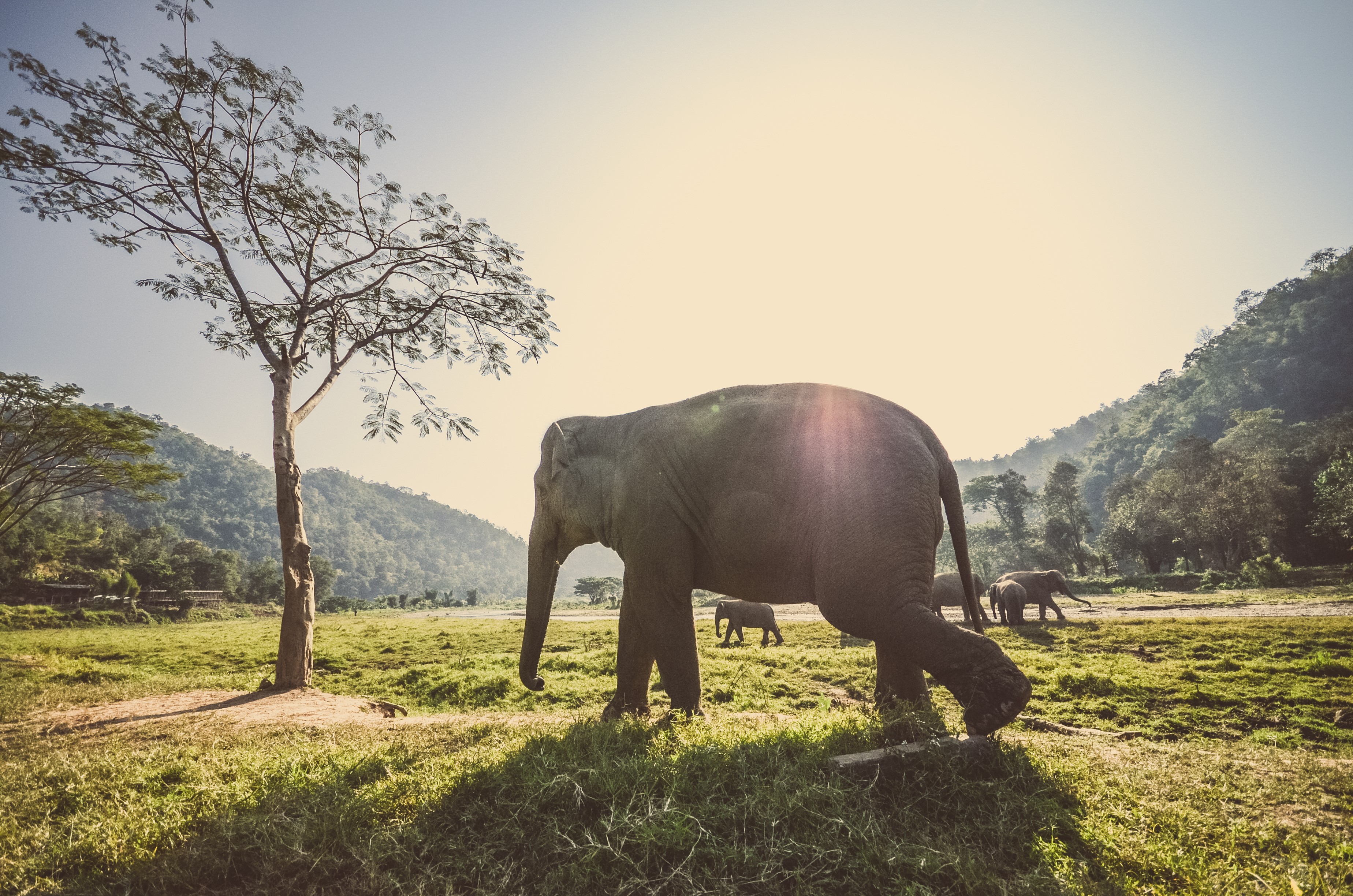 Elephants walking in a grassy field with trees and mountains HD Wallpaper
