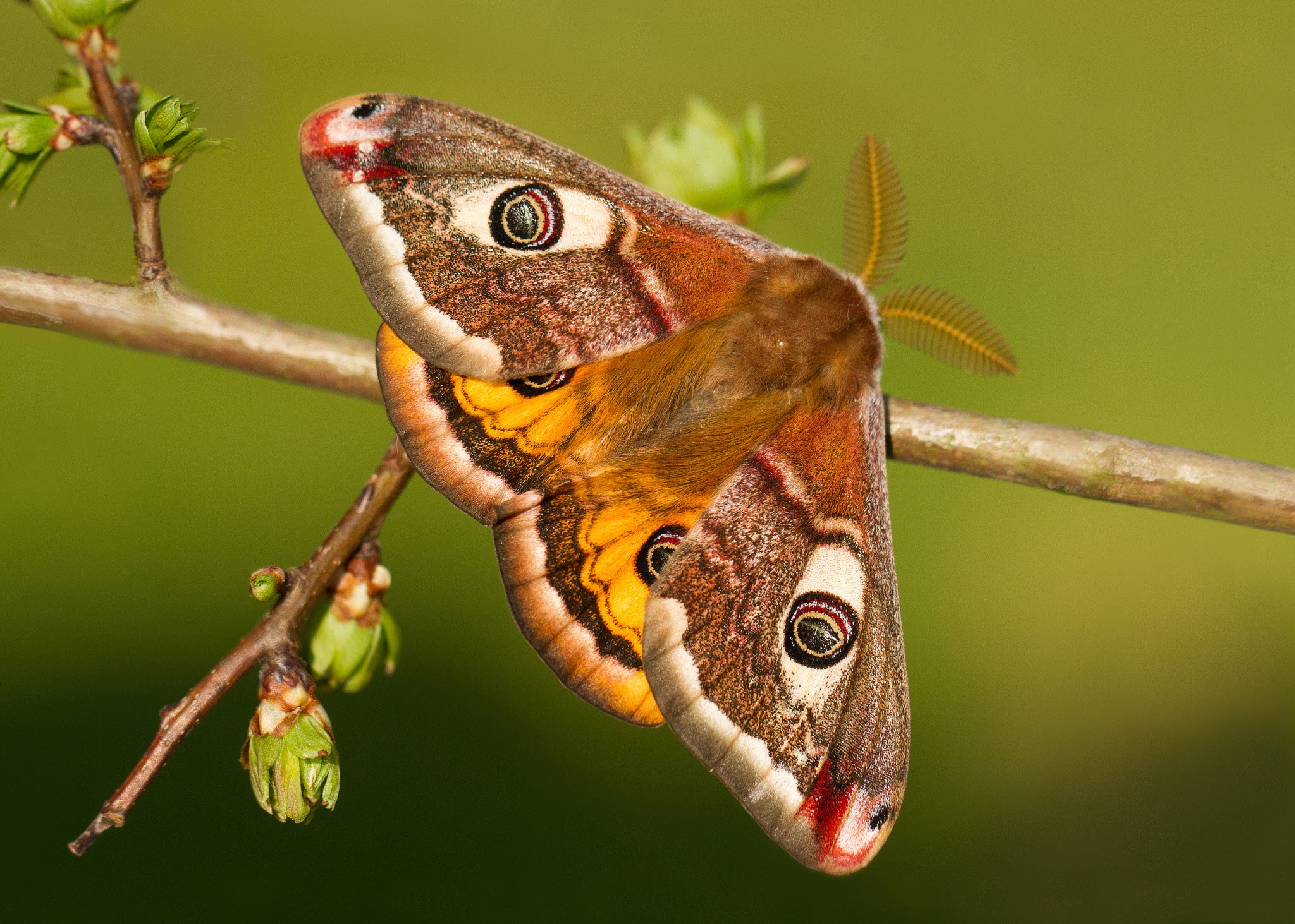 Saturnia pavonia moth on a branch HD Wallpaper