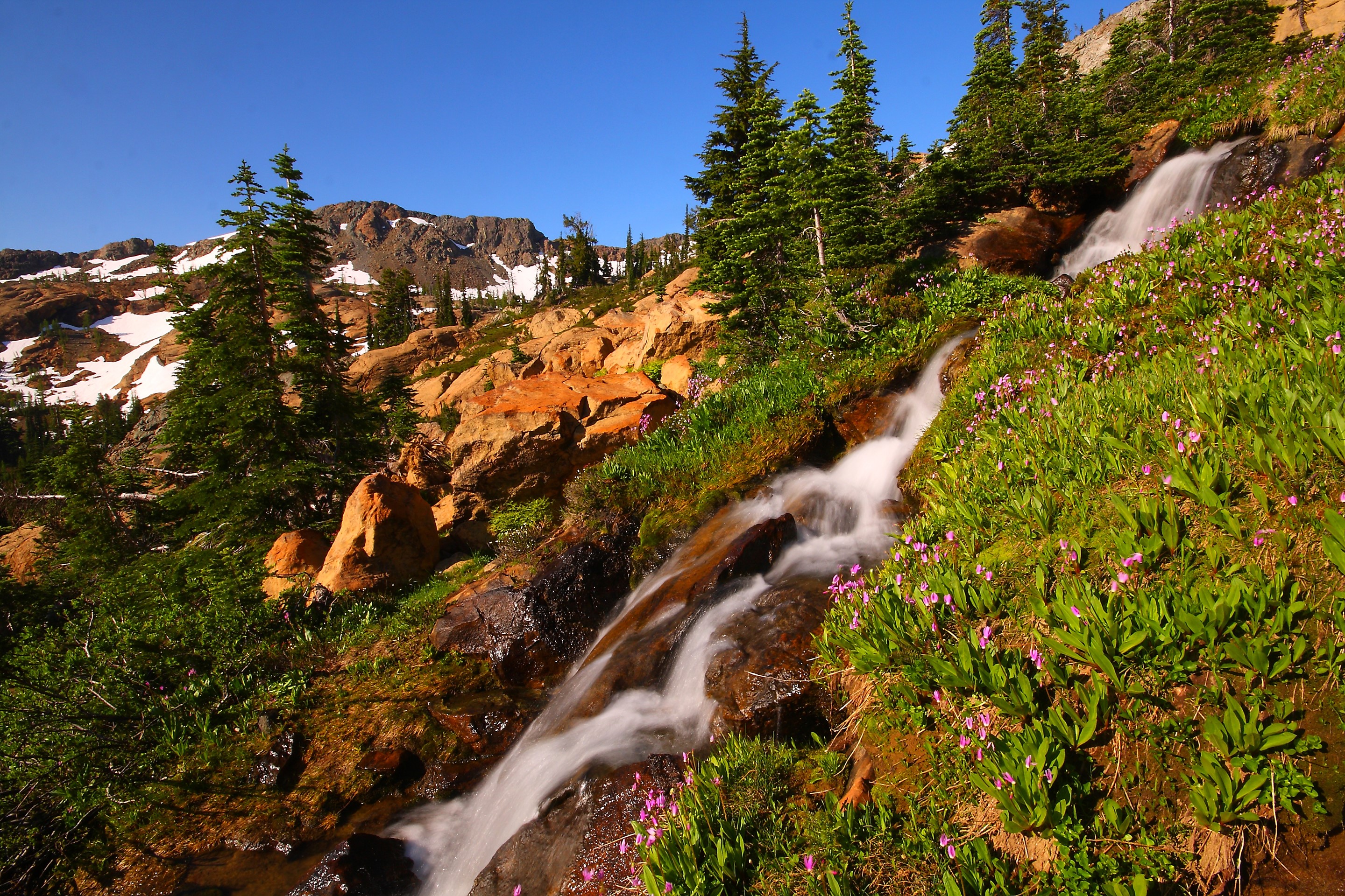 Mountain stream flowing through rocky terrain with wildflowers HD Wallpaper
