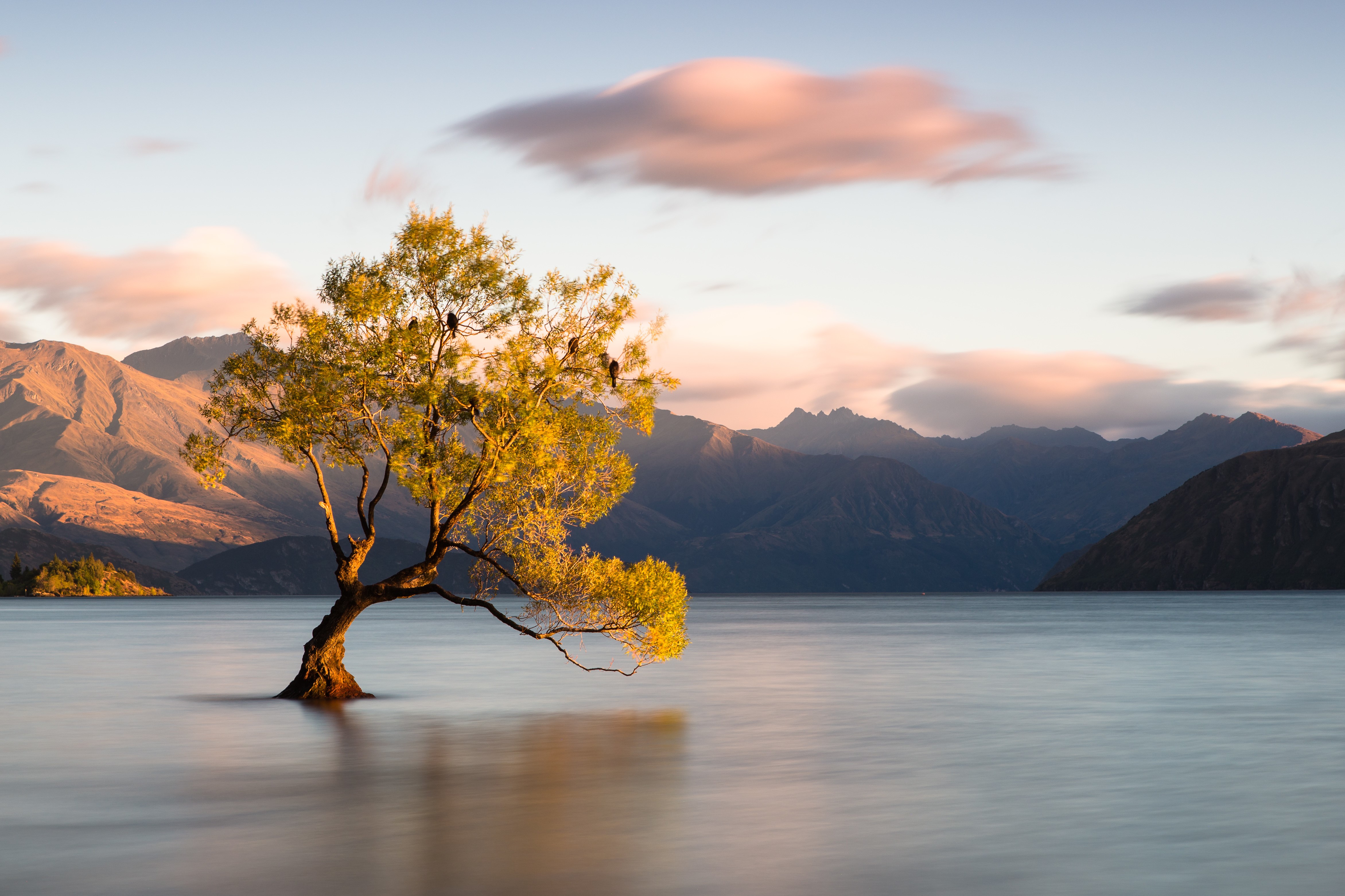 Wanaka Tree, New Zealand Mountains and Lake HD Wallpaper