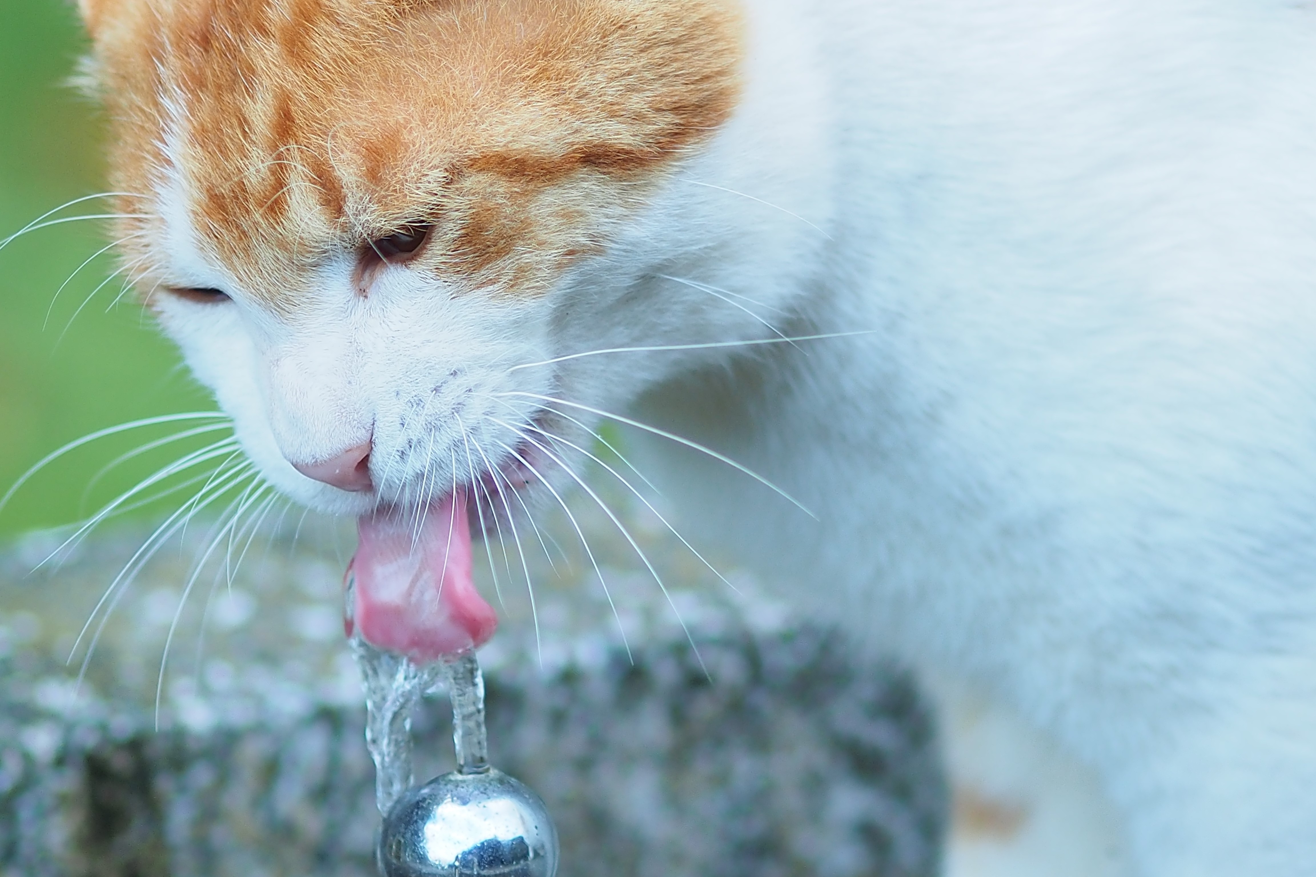 Orange and white cat drinking water HD Wallpaper