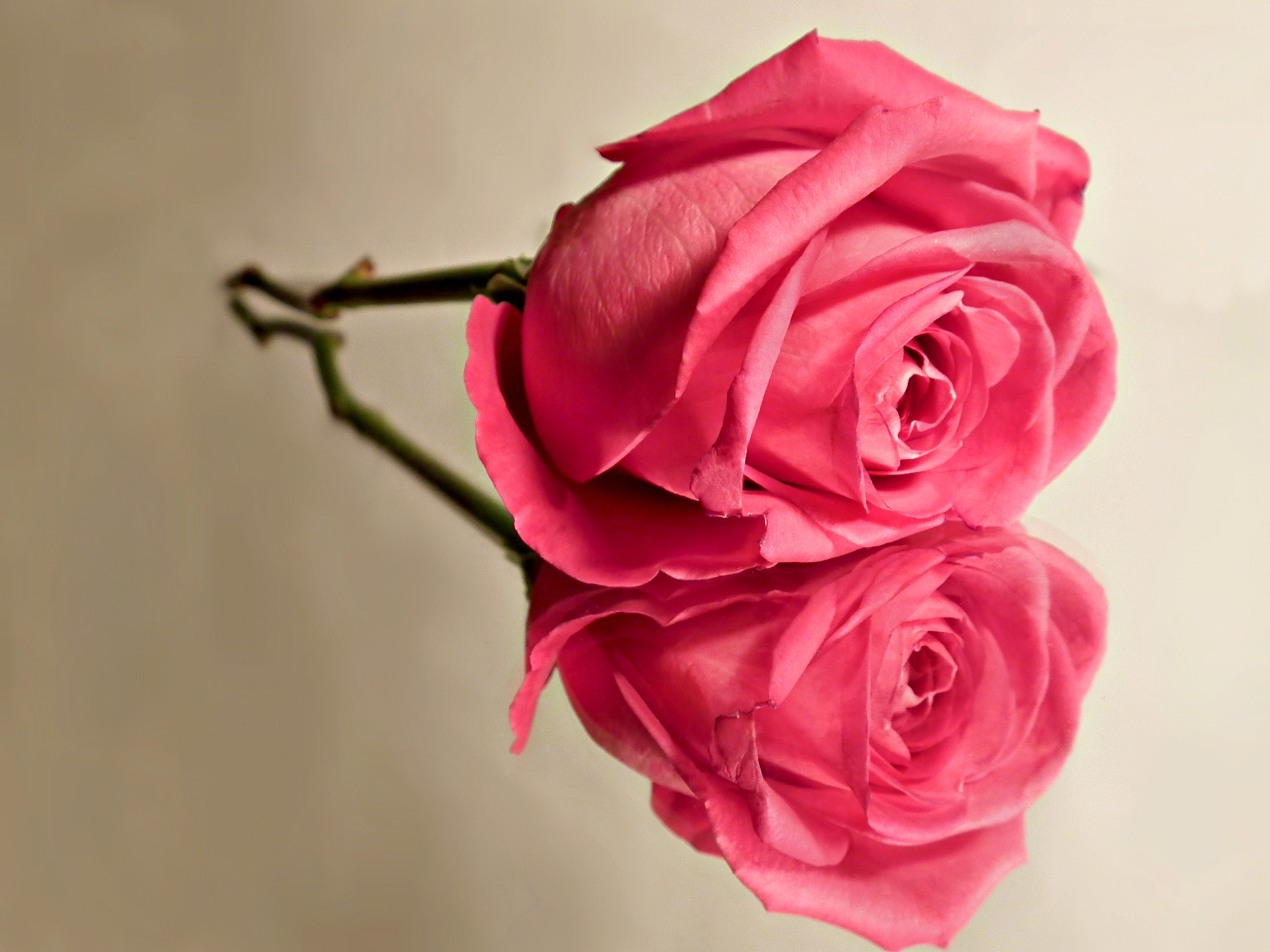 Pink rose reflected on a surface HD Wallpaper