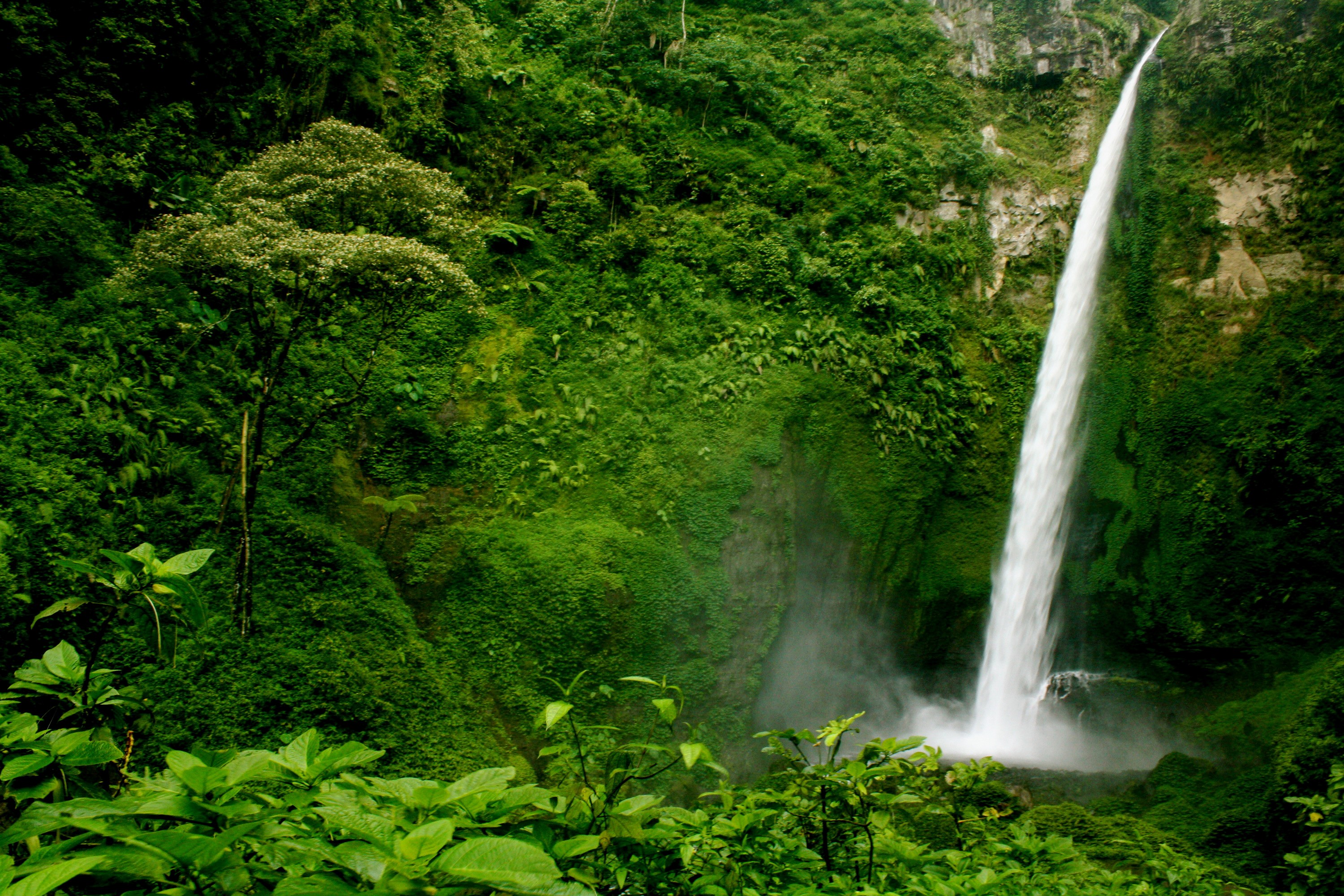 Waterfall in a lush green jungle with trees and shrubs HD Wallpaper