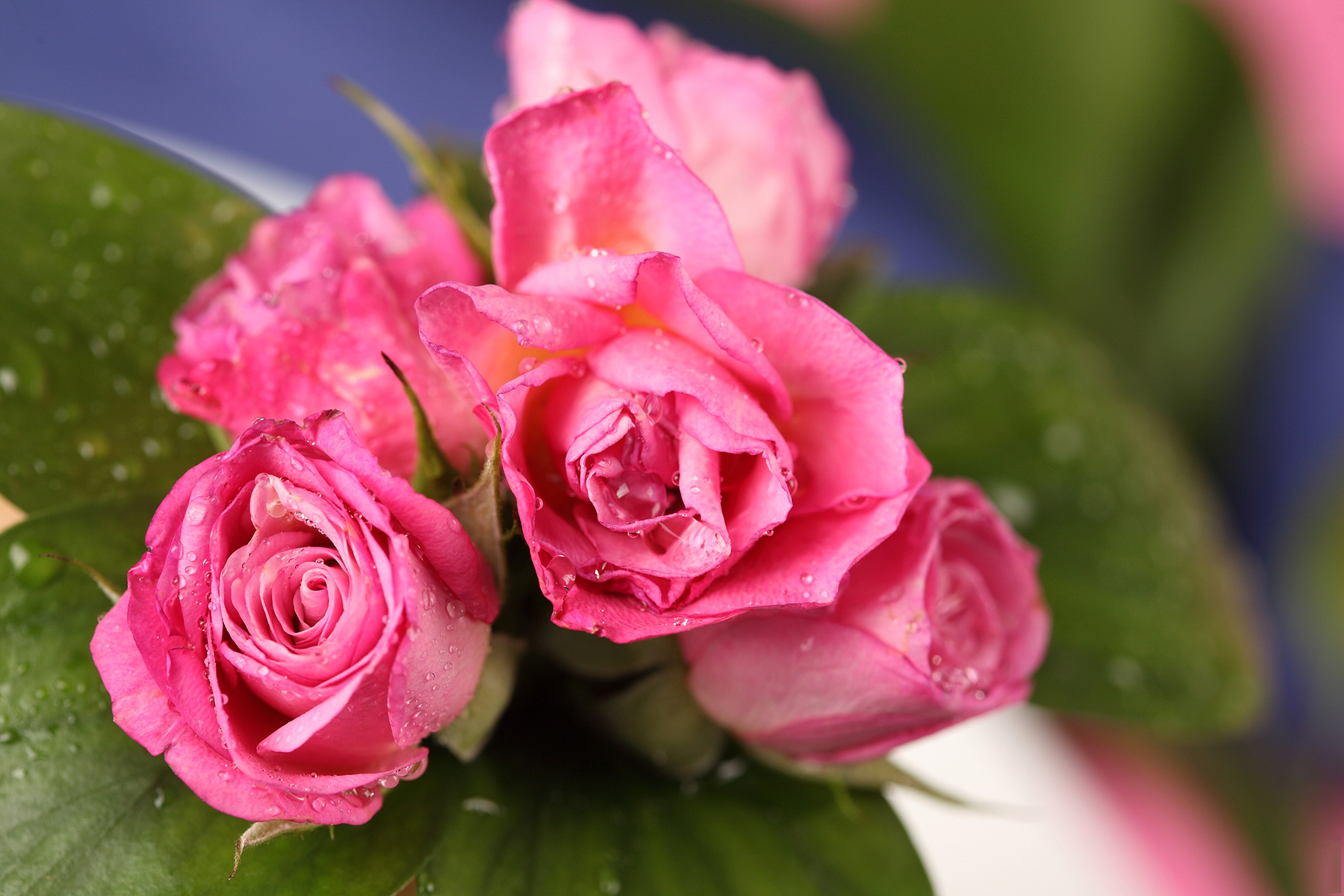 Pink Roses with Water Droplets HD Wallpaper
