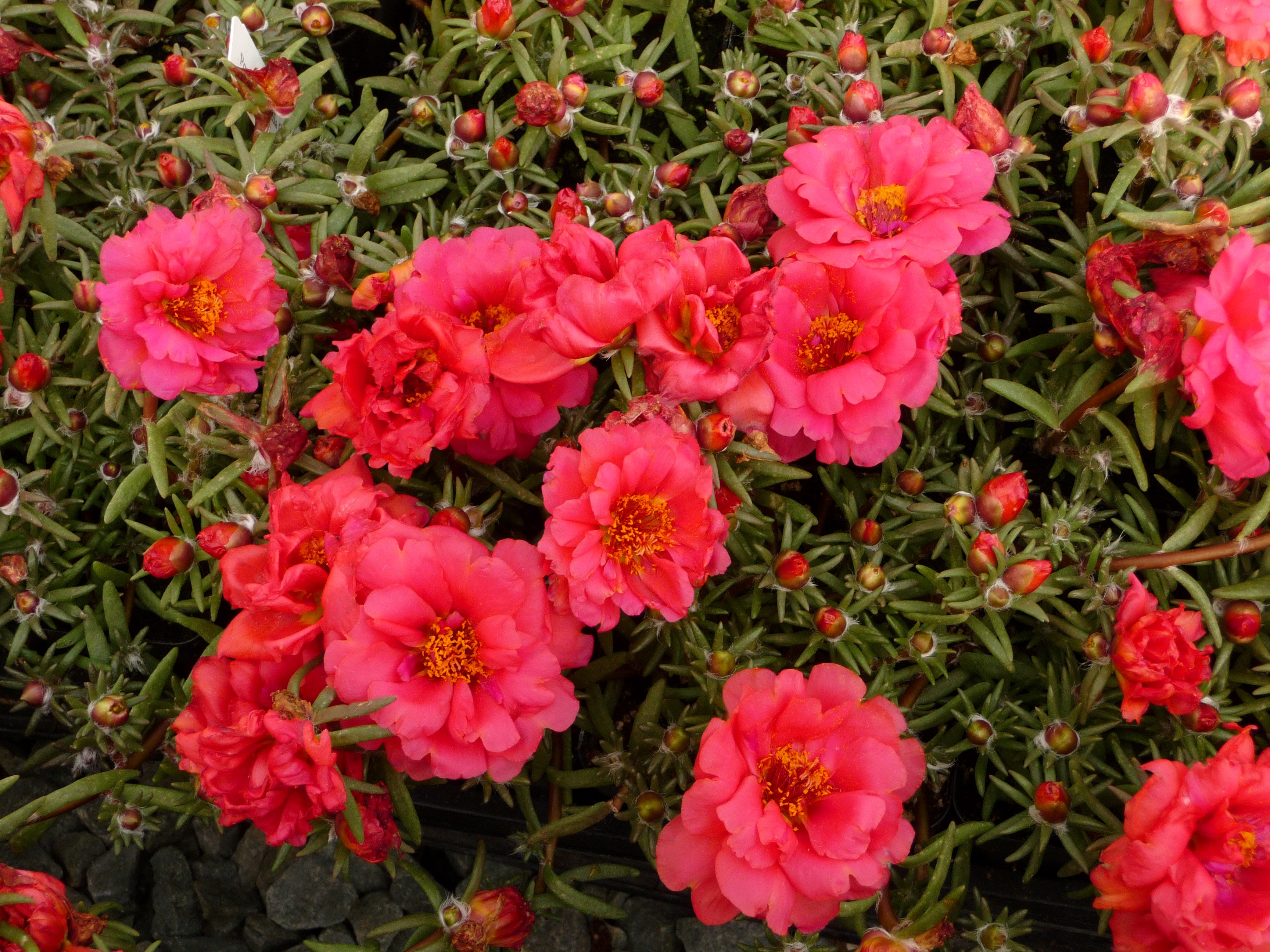 Pink Portulaca flowers and buds HD Wallpaper