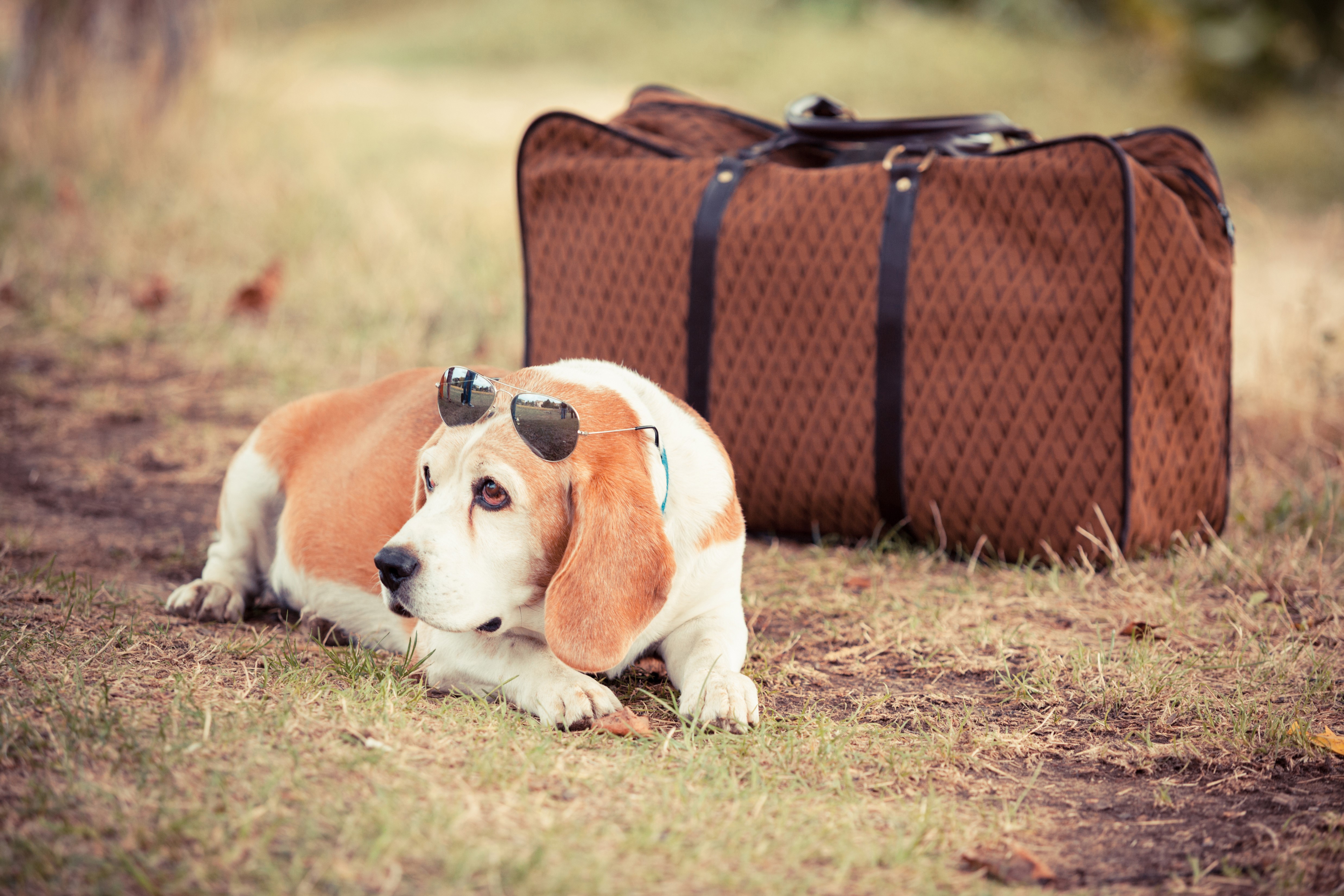 Beagle dog wearing sunglasses next to a suitcase HD Wallpaper