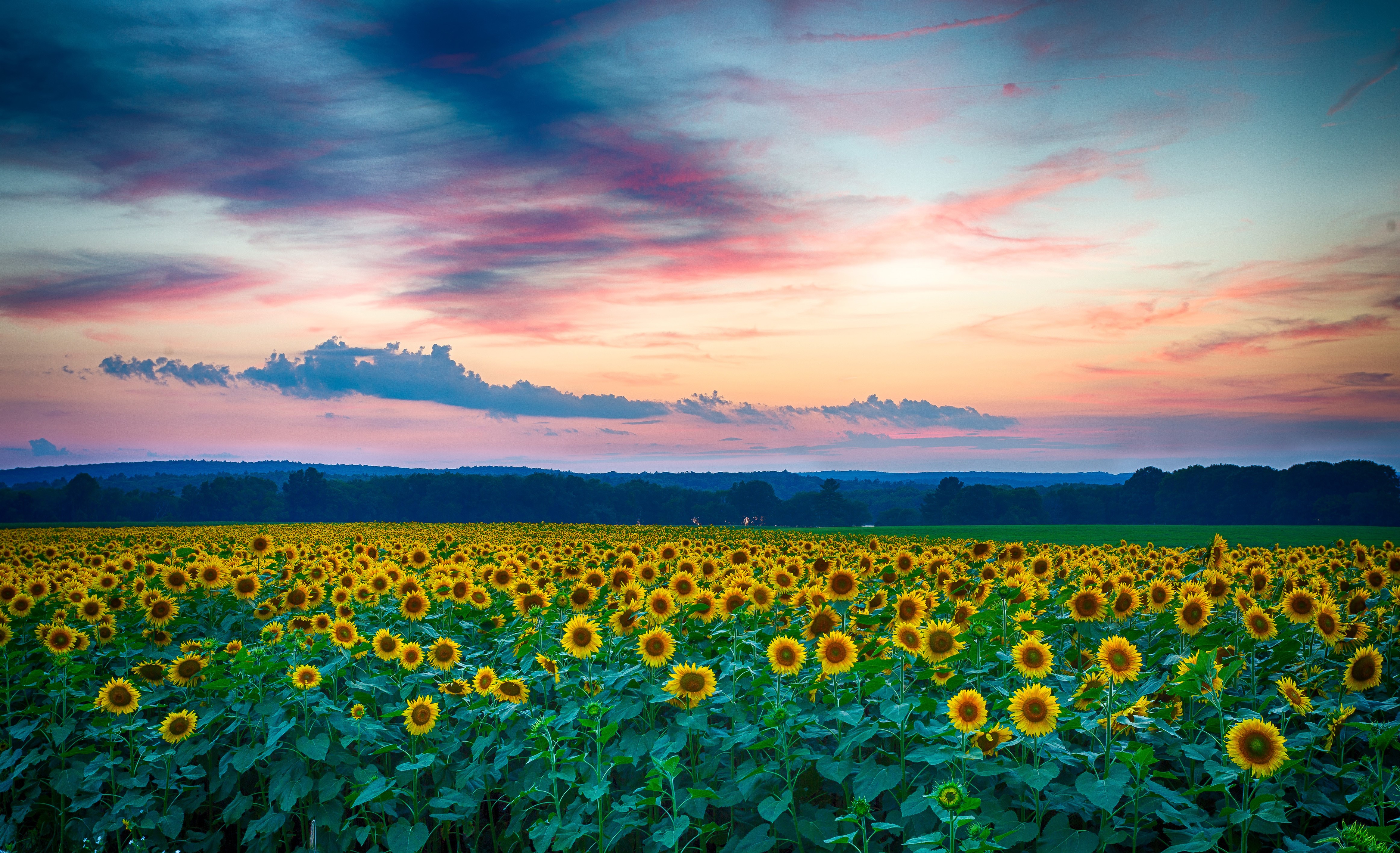 Field of Sunflowers at Sunset HD Wallpaper