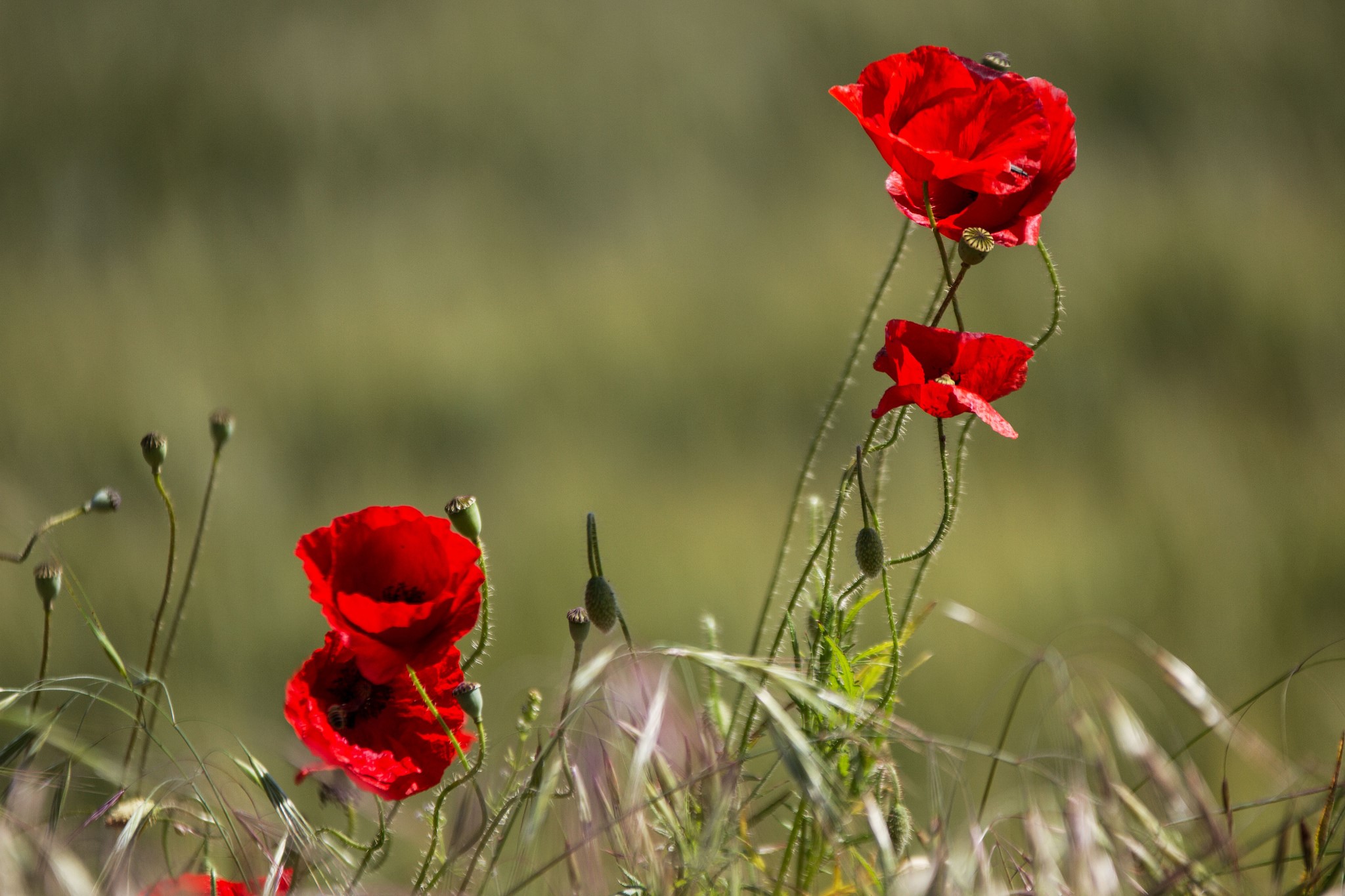 Red Poppies in a Field HD Wallpaper