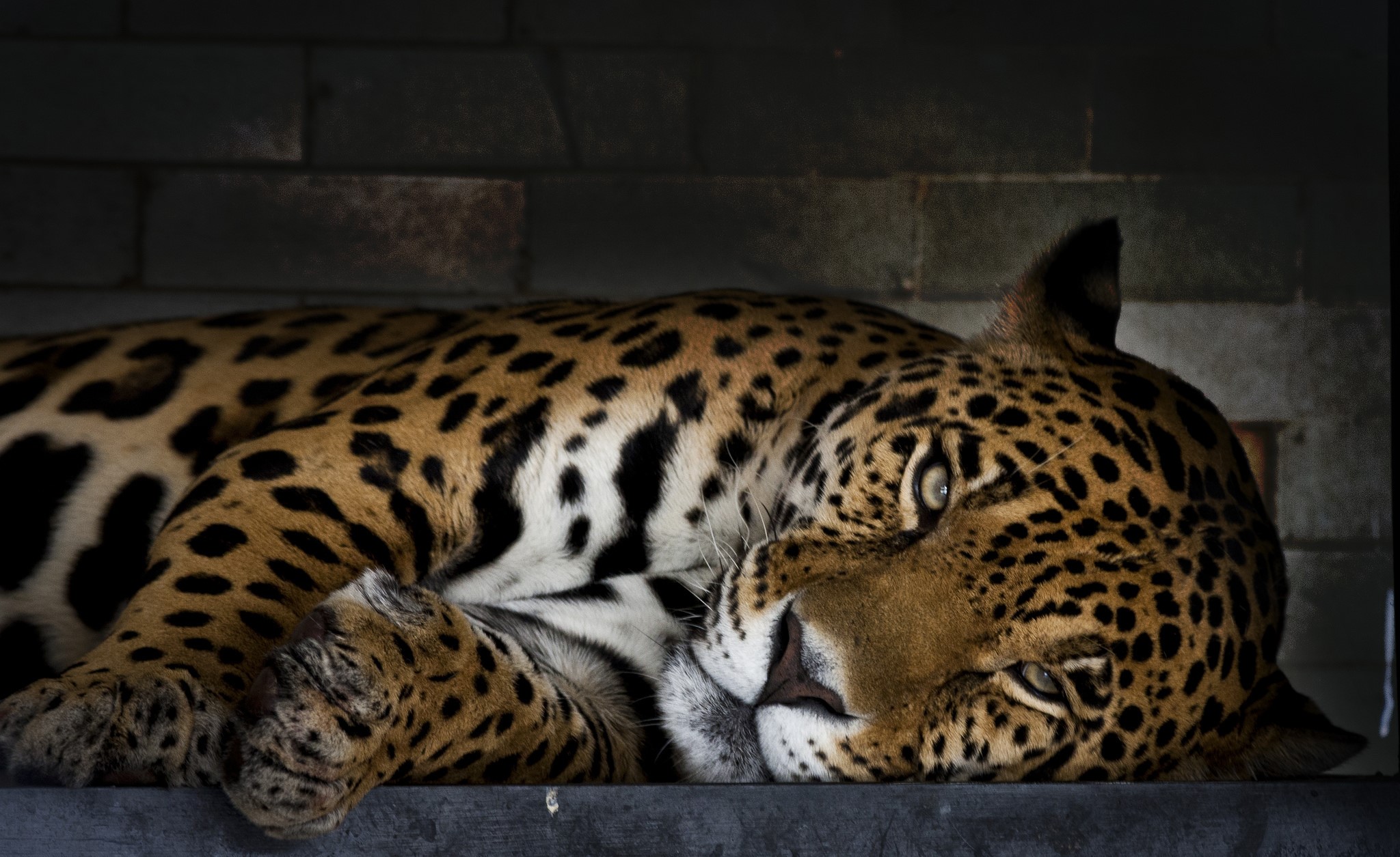 Jaguar resting on a ledge HD Wallpaper