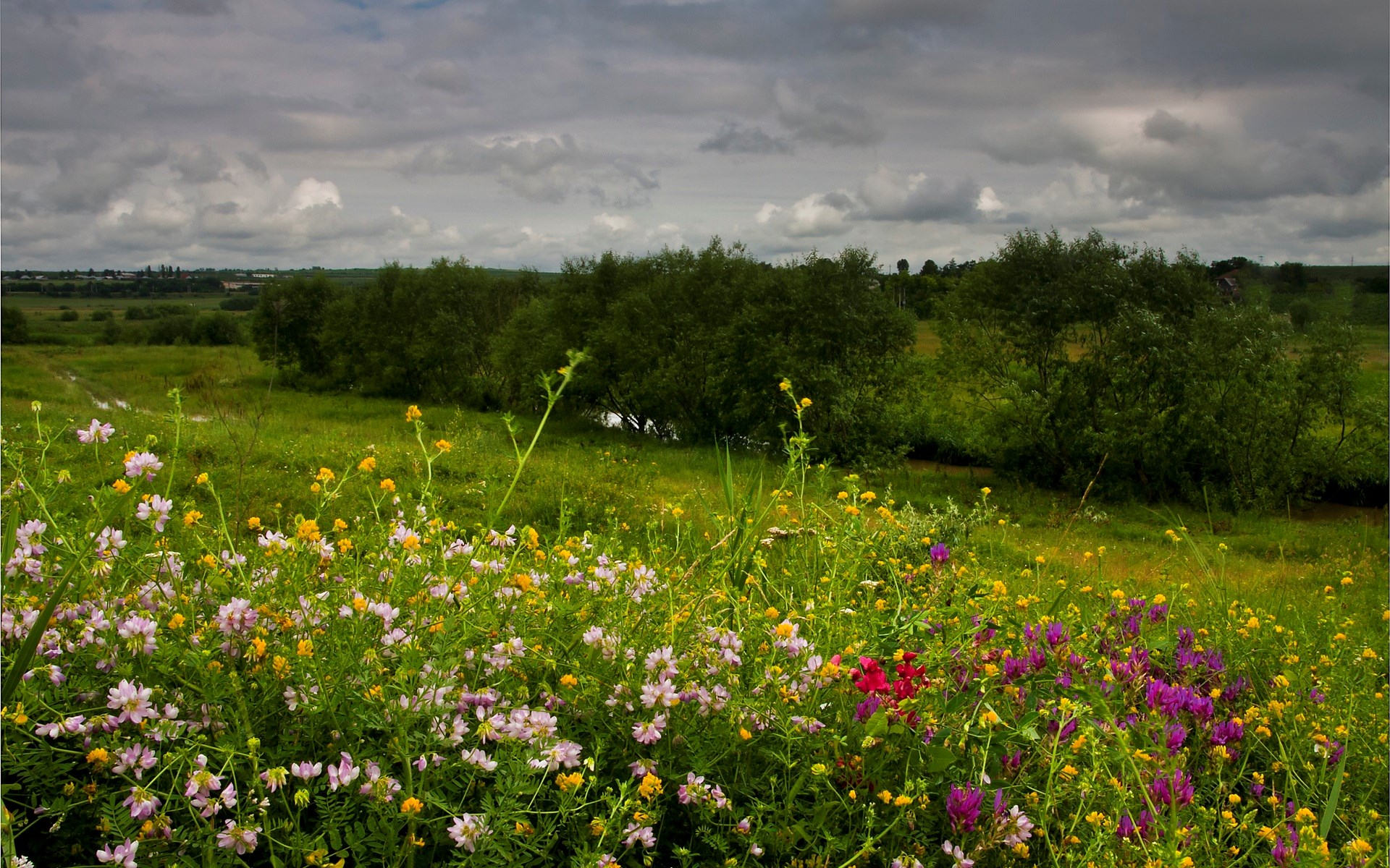 Wildflowers in a Meadow Under a Cloudy Sky HD Wallpaper