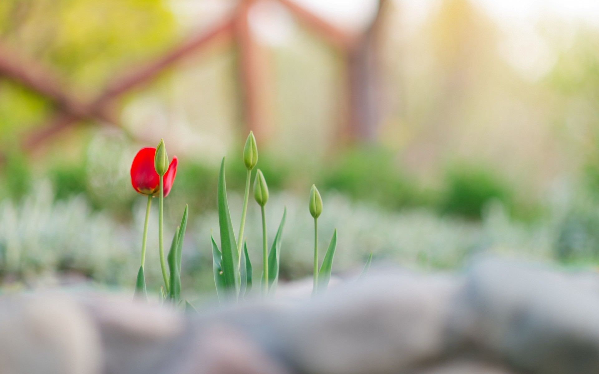 Red tulip and buds in a garden HD Wallpaper