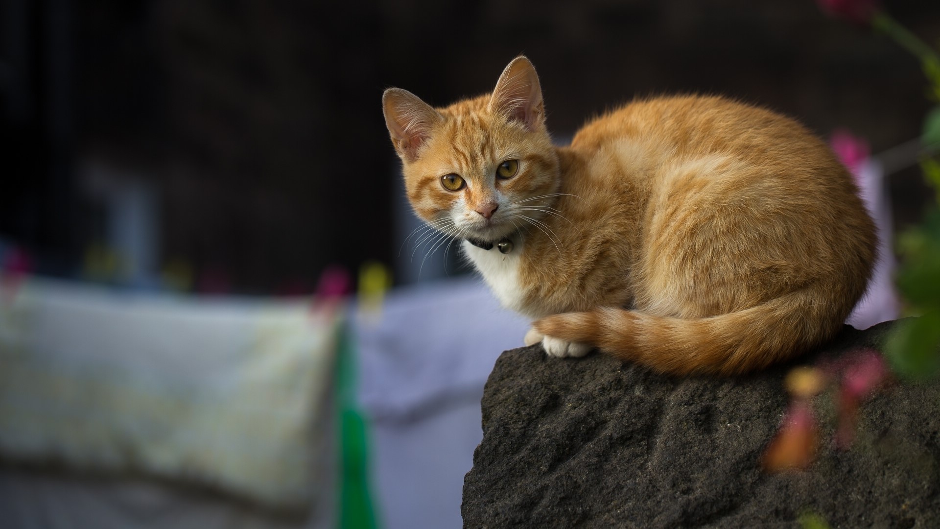 Orange tabby cat sitting on a rock HD Wallpaper