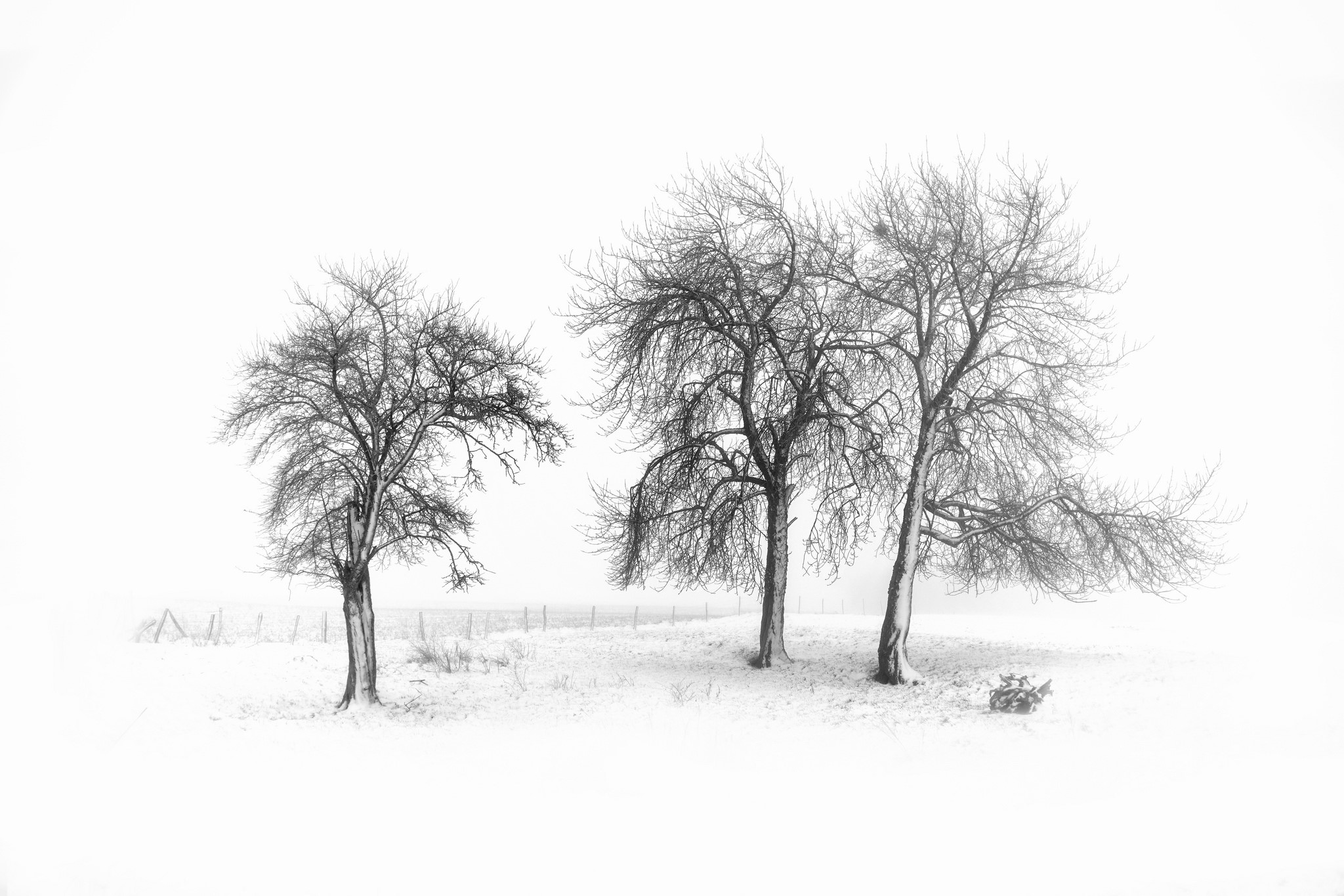 Bare trees in a snowy field HD Wallpaper