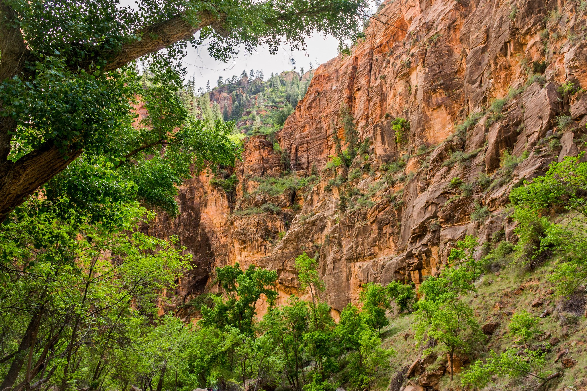 Trees in front of a rocky canyon wall HD Wallpaper