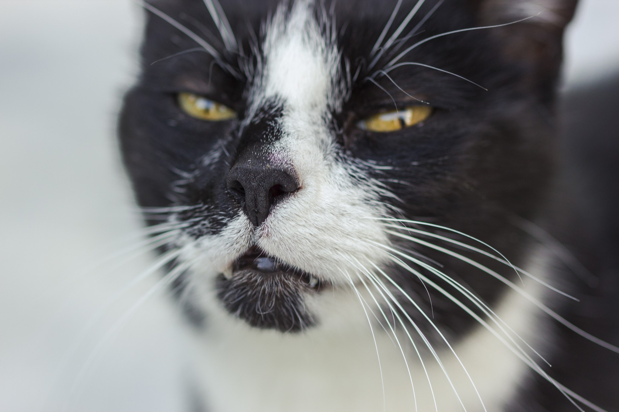 Close-up of a black and white cat's face HD Wallpaper