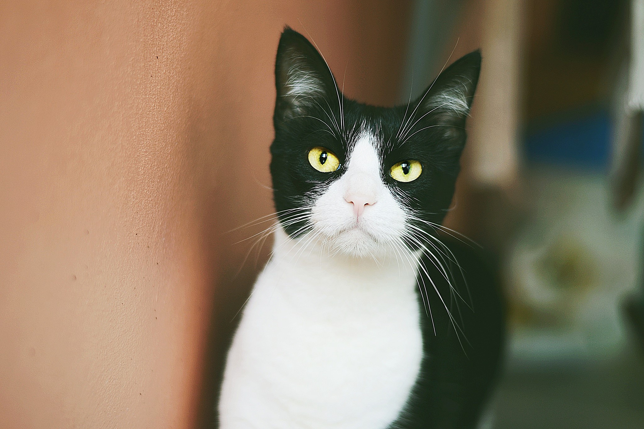 Black and white cat with yellow eyes HD Wallpaper