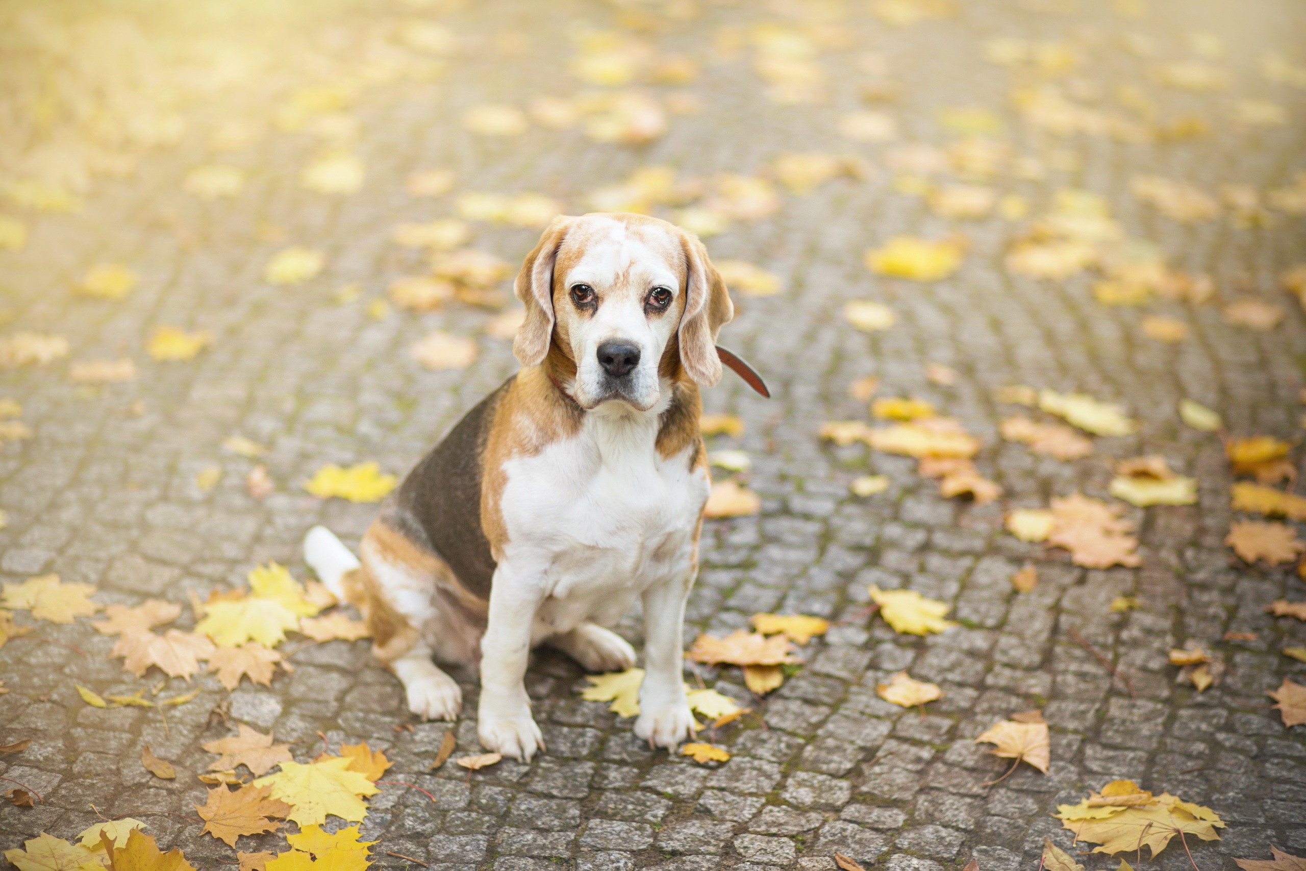 Beagle dog sitting on a cobblestone path with autumn leaves HD Wallpaper