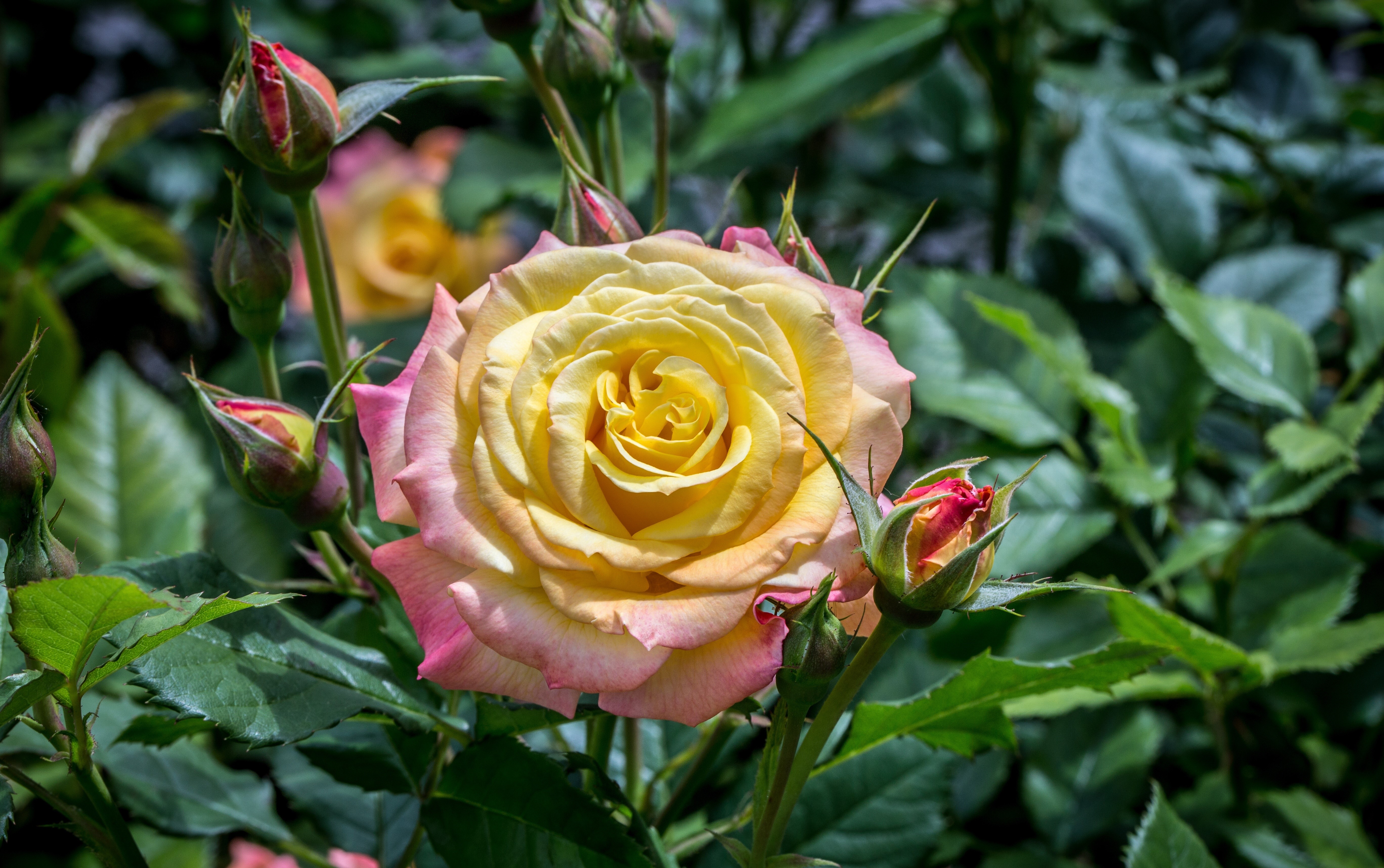 Yellow and pink rose with buds HD Wallpaper
