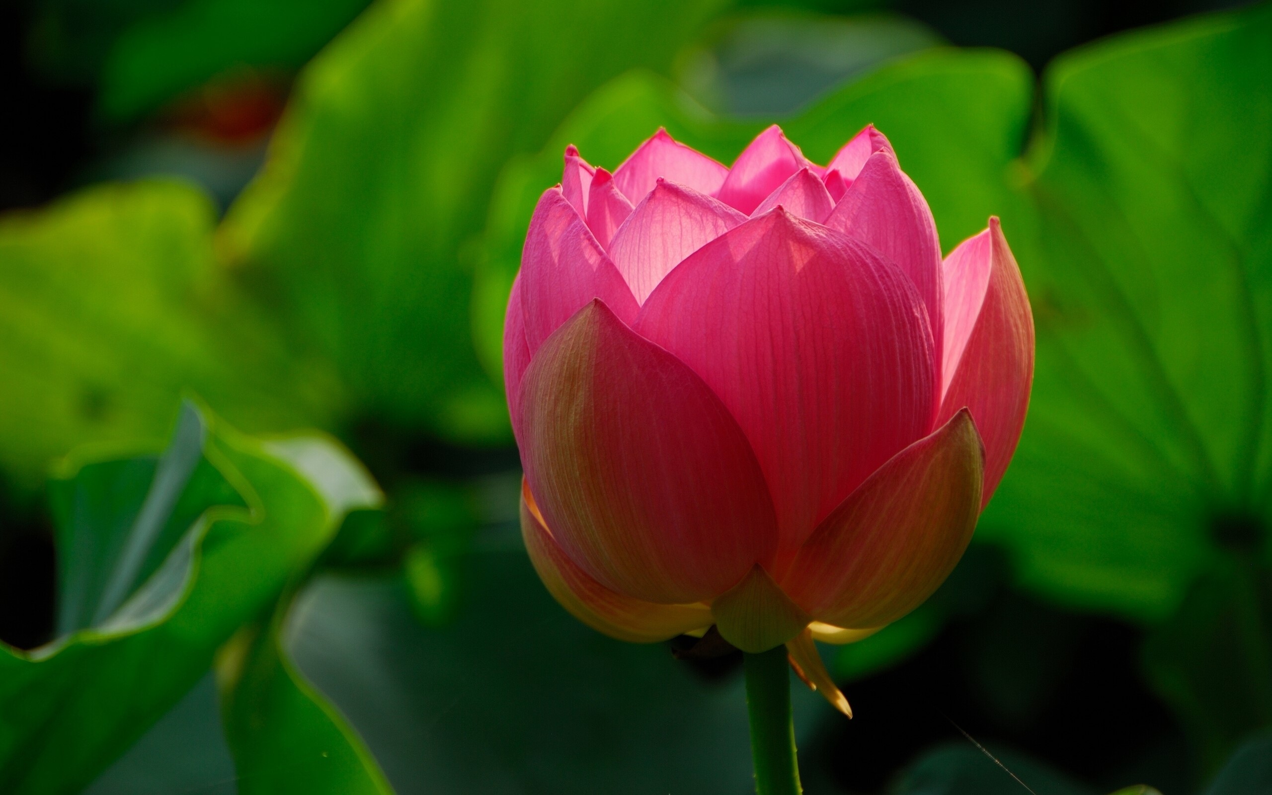 Pink lotus flower bud with green leaves HD Wallpaper