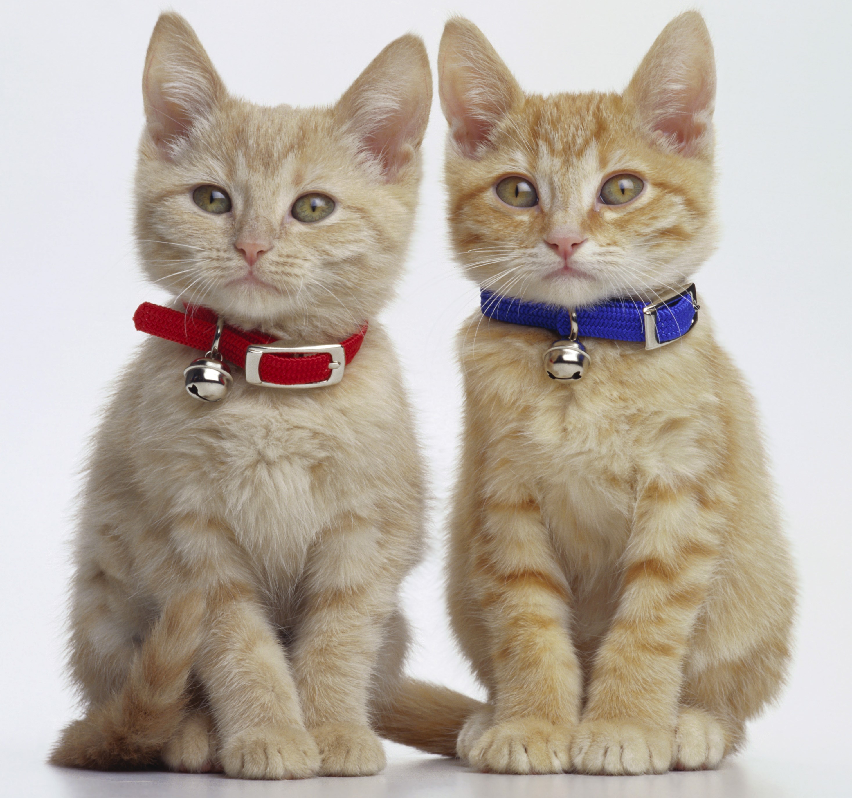 Two ginger kittens wearing collars HD Wallpaper