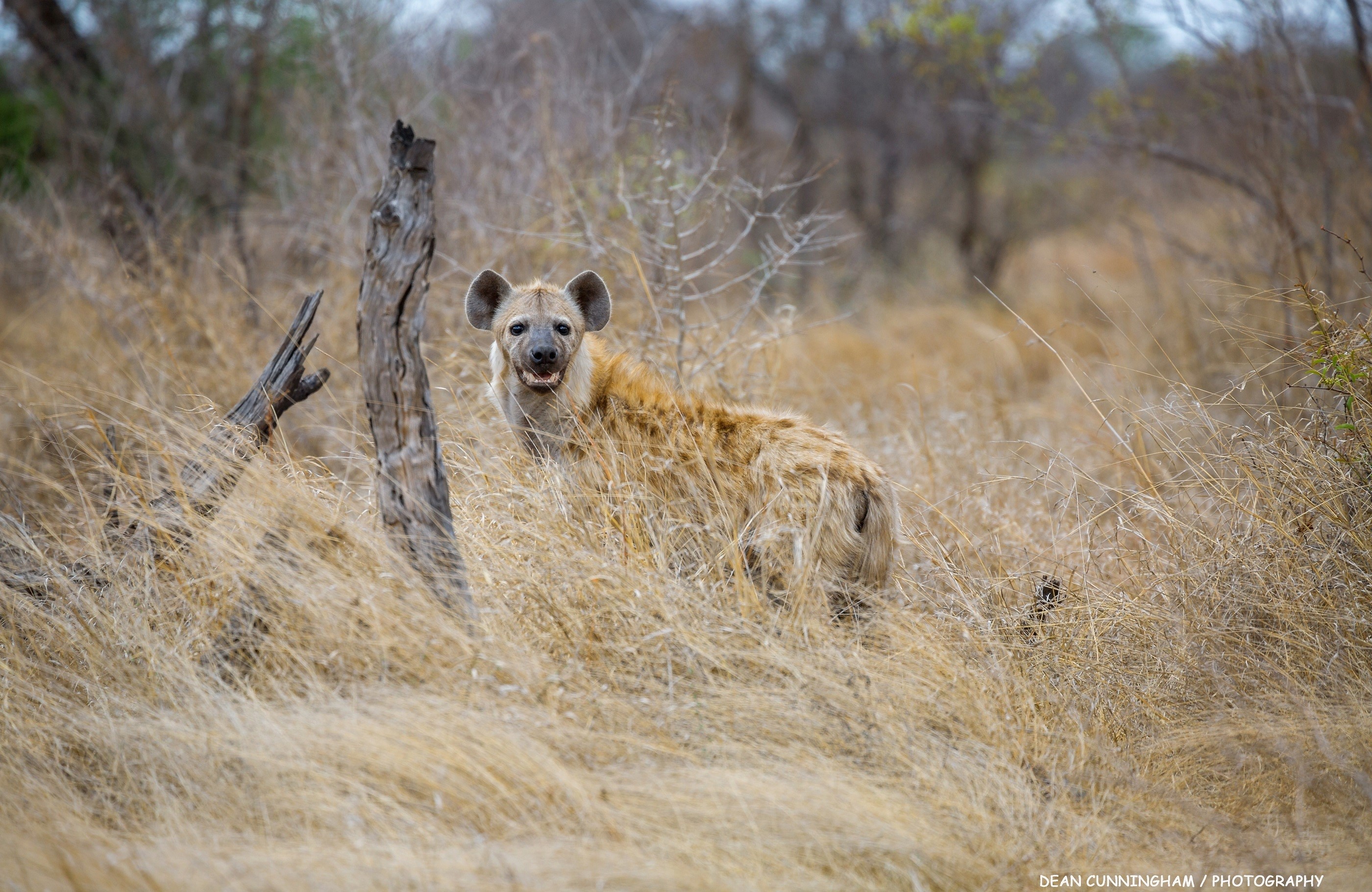 Hyena standing in dry grass near a dead tree HD Wallpaper