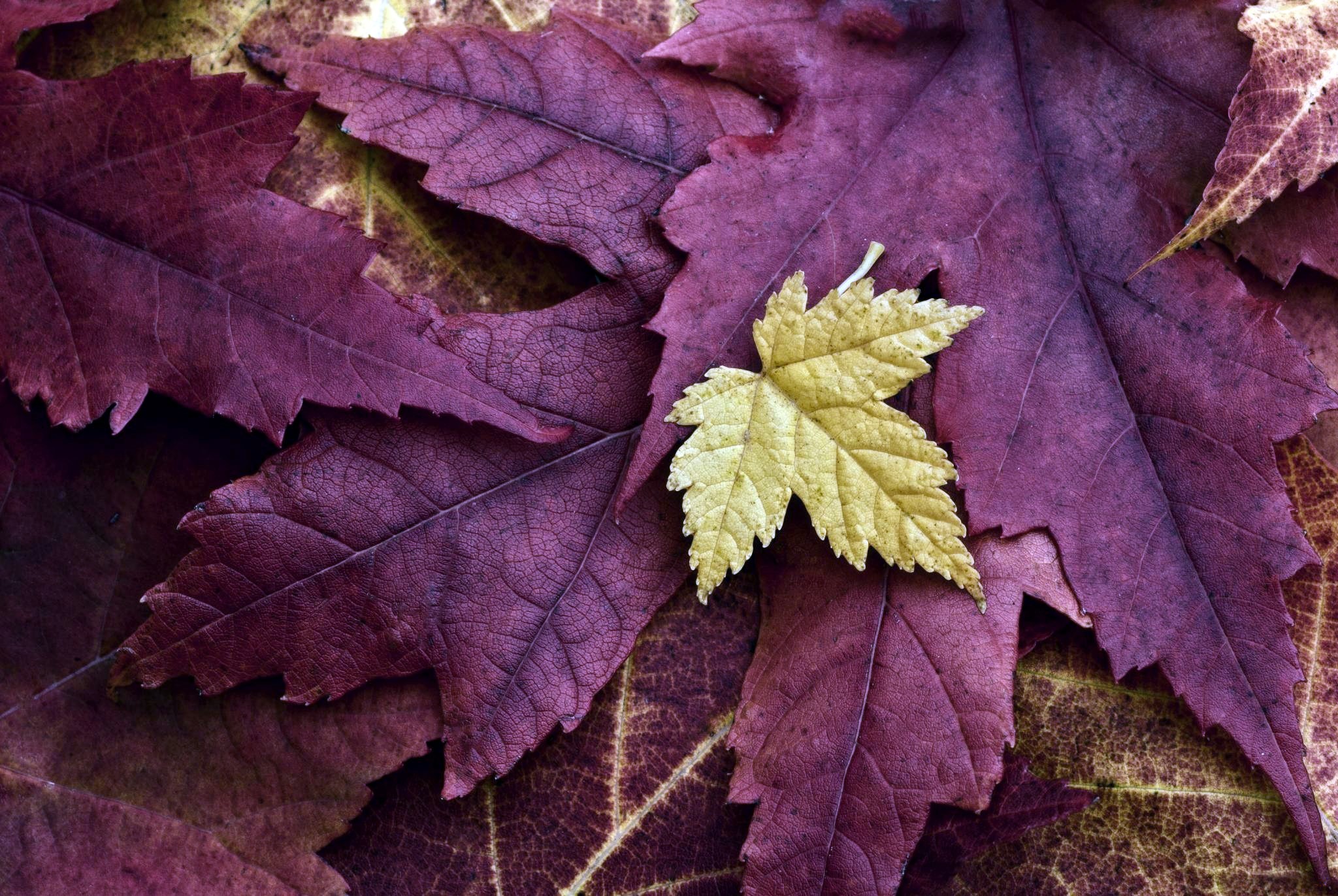 Close-up of autumn leaves in violet and yellow HD Wallpaper
