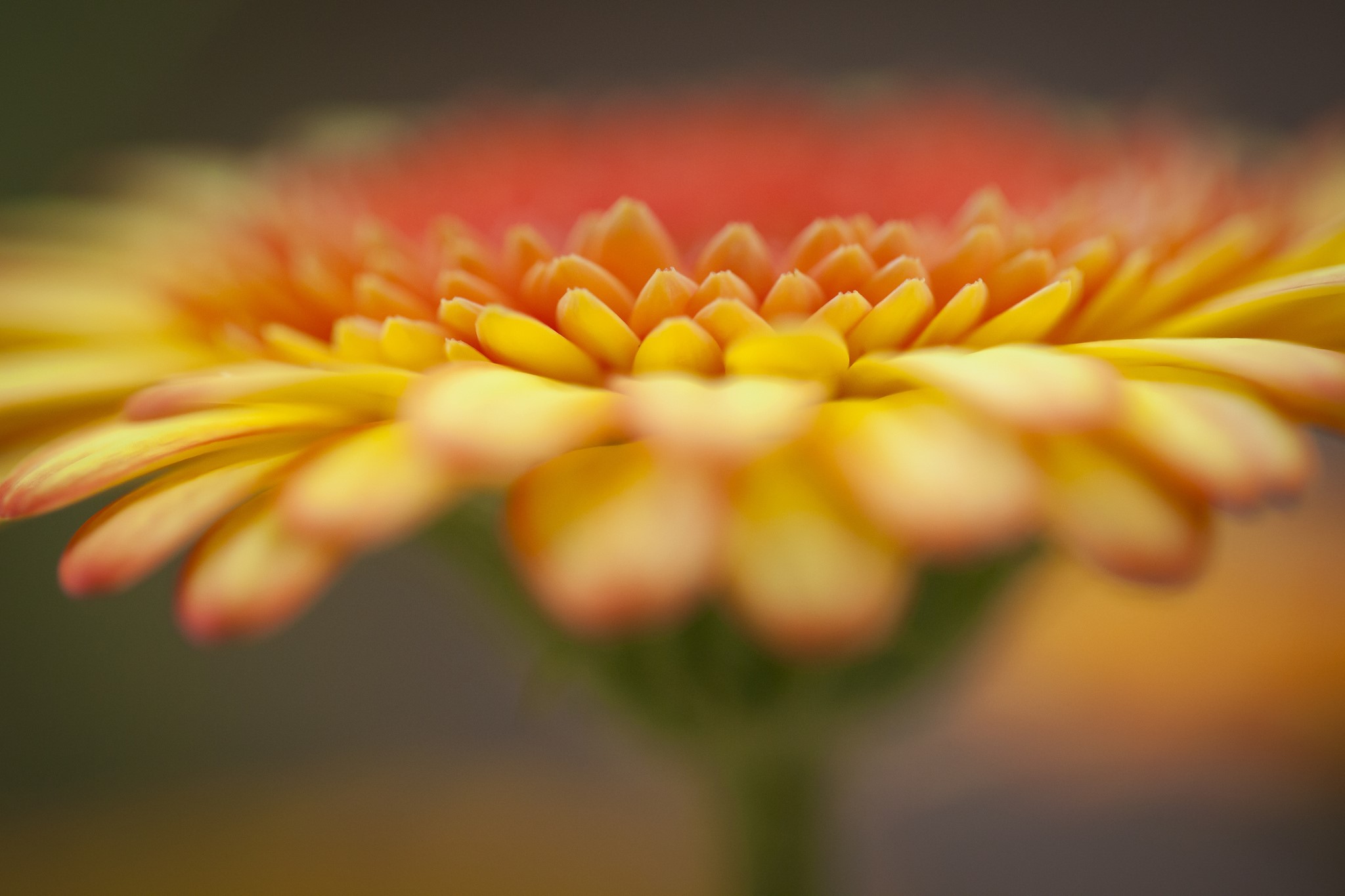 Close-up of an orange and yellow Gerbera flower HD Wallpaper