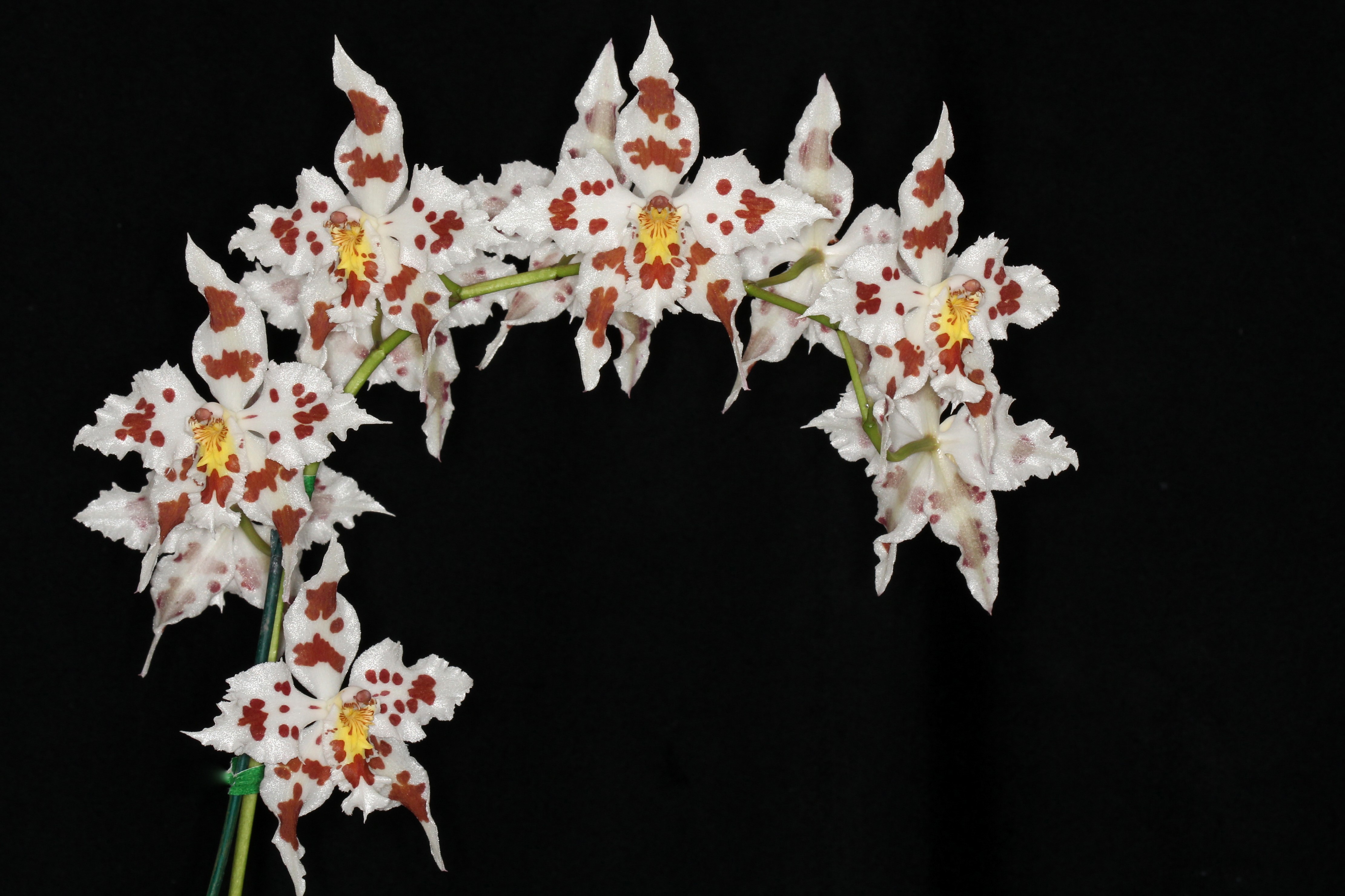4K Orchid Closeup HD Wallpaper