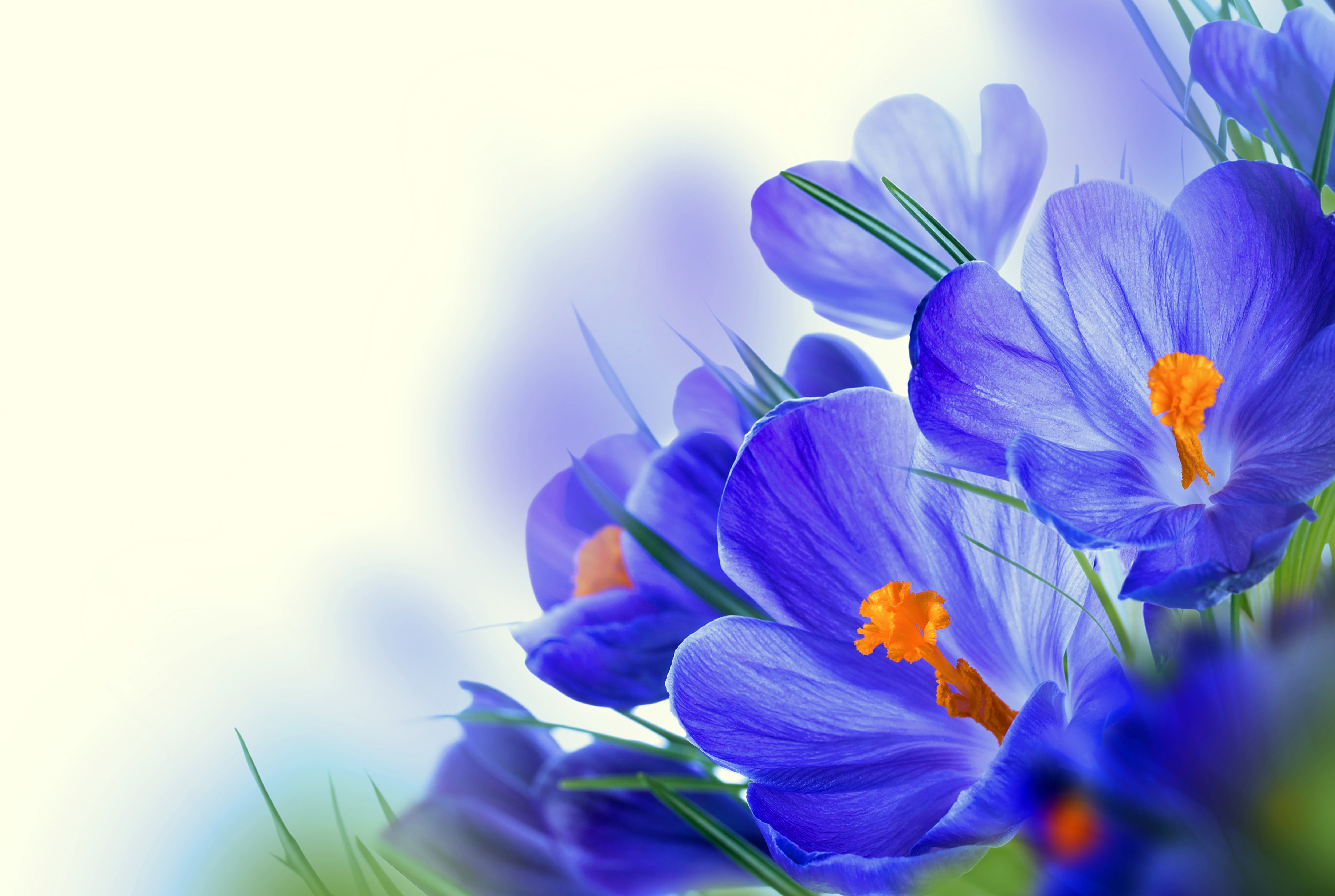 Blue Crocuses Closeup 4K HD Wallpaper
