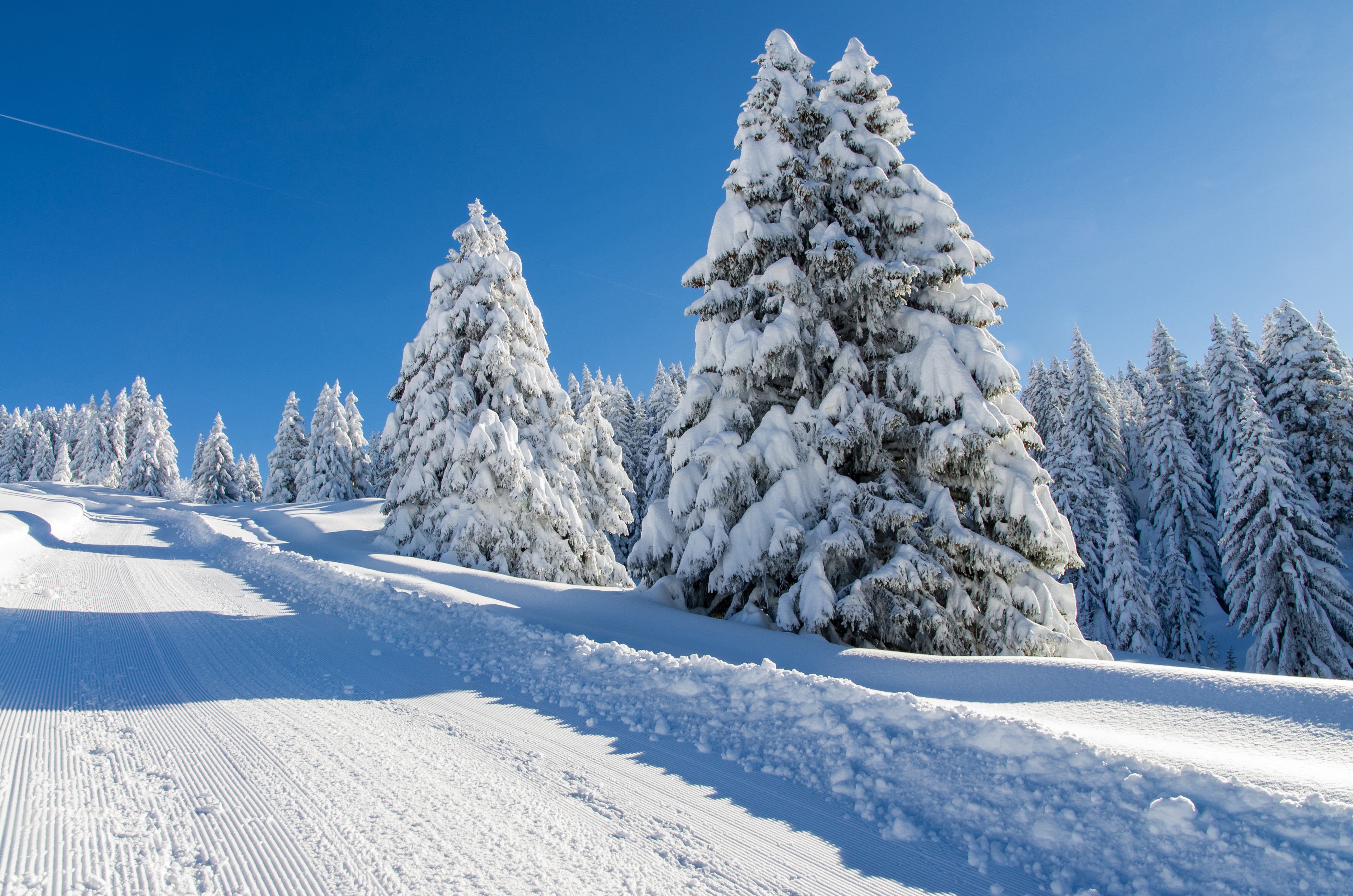 4K Winter Snow Covered Trees on a Ski Slope HD Wallpaper