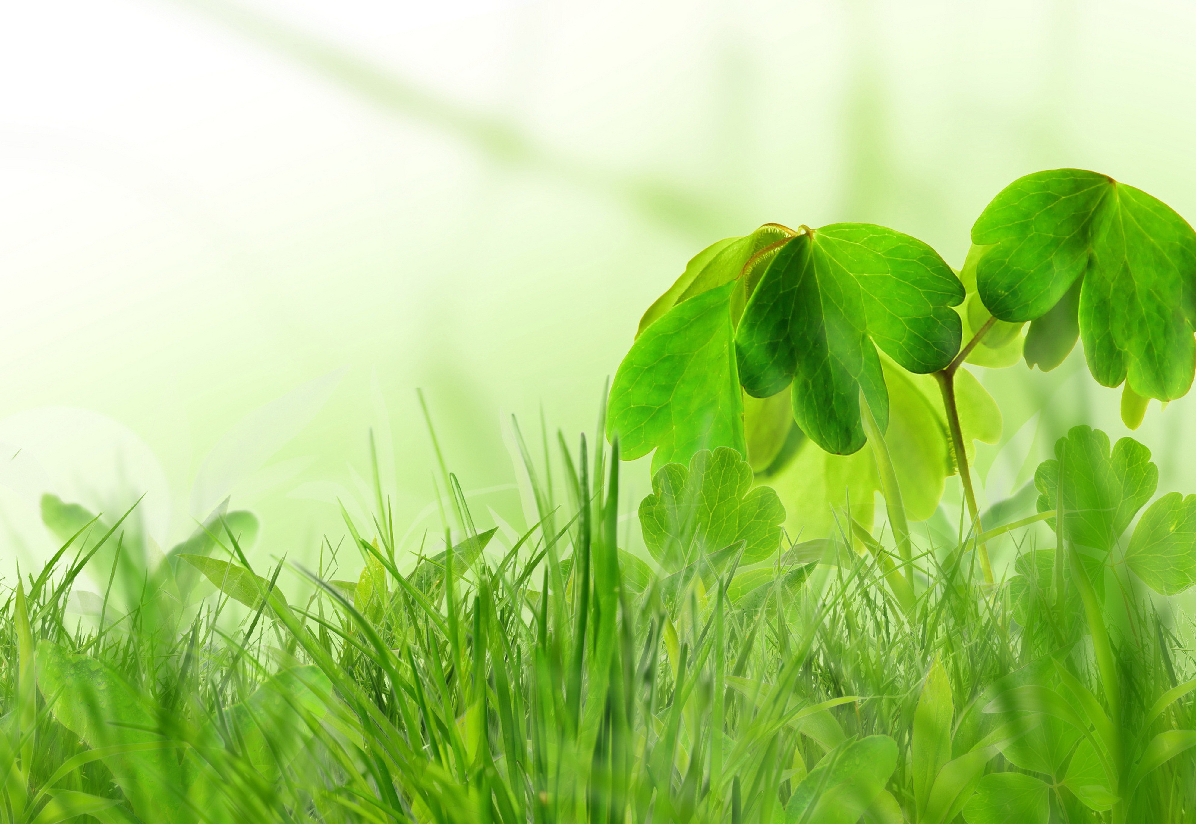 Green grass and leaves with soft light HD Wallpaper