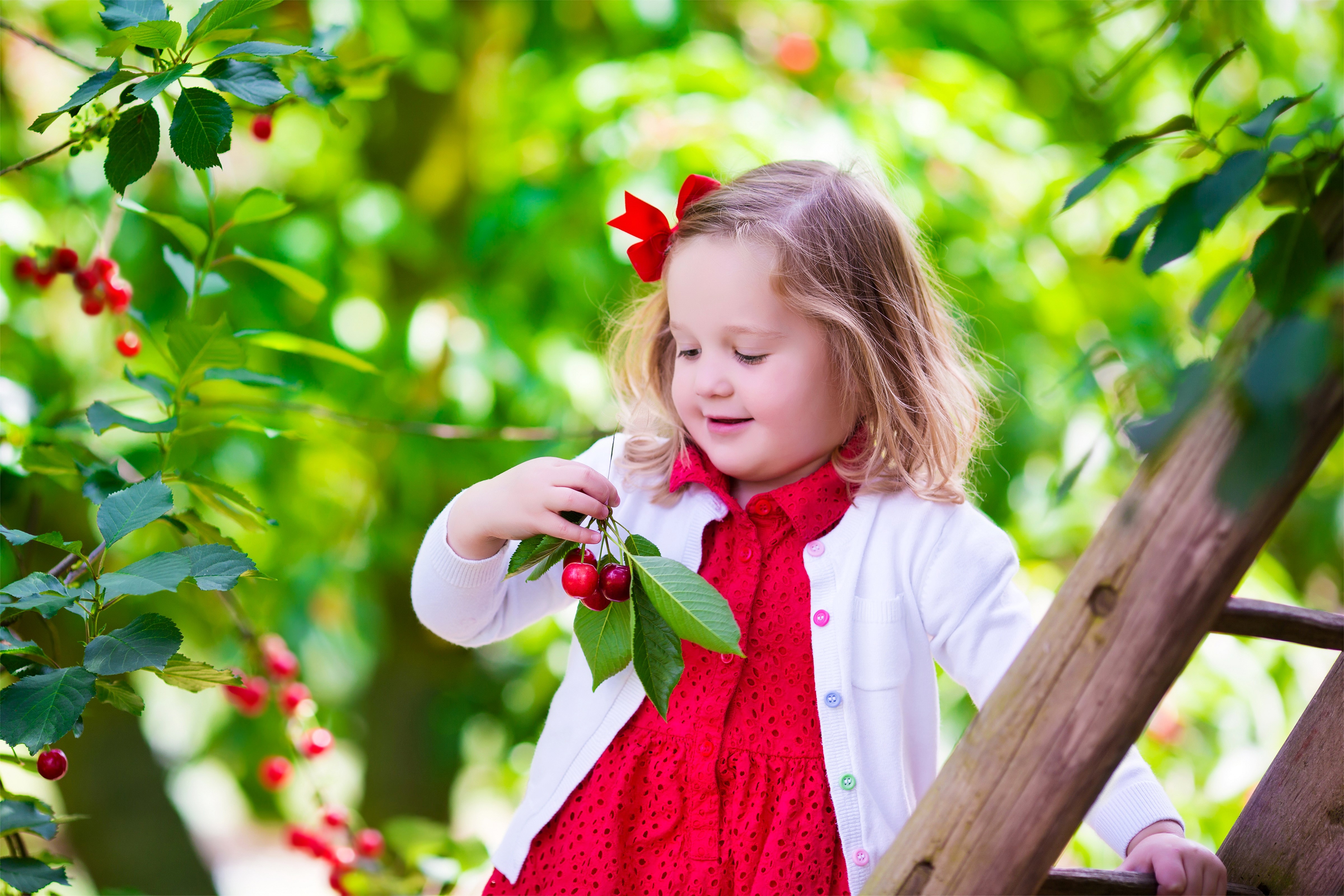 Little girl picking cherries HD Wallpaper