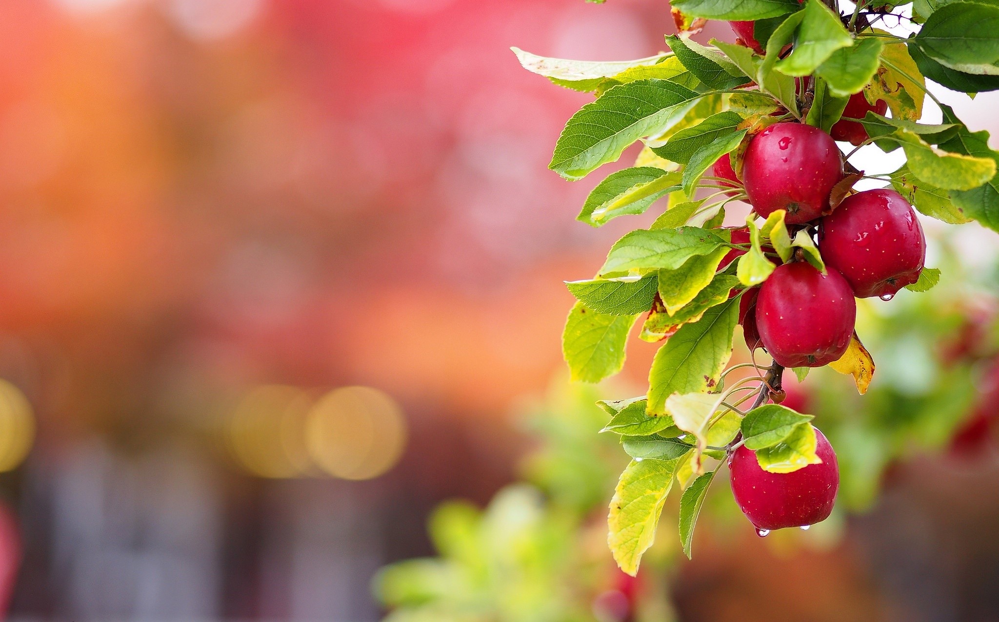 Red apples on a branch with green leaves HD Wallpaper